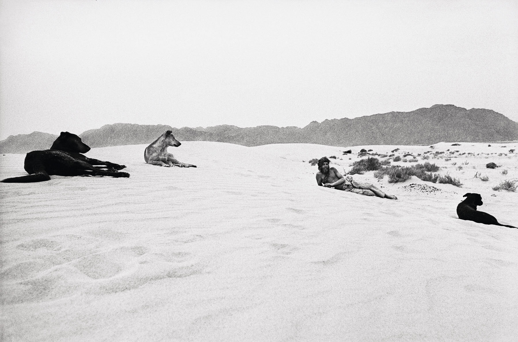 Sasha and Dogs, Nuweiba, Sinai Desert