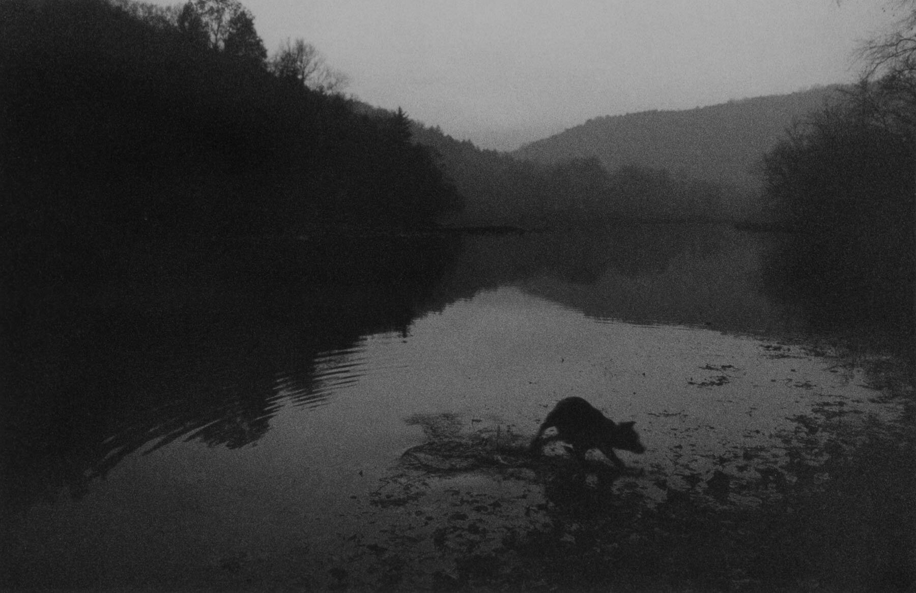 Hunting Dog, West Virginia, USA