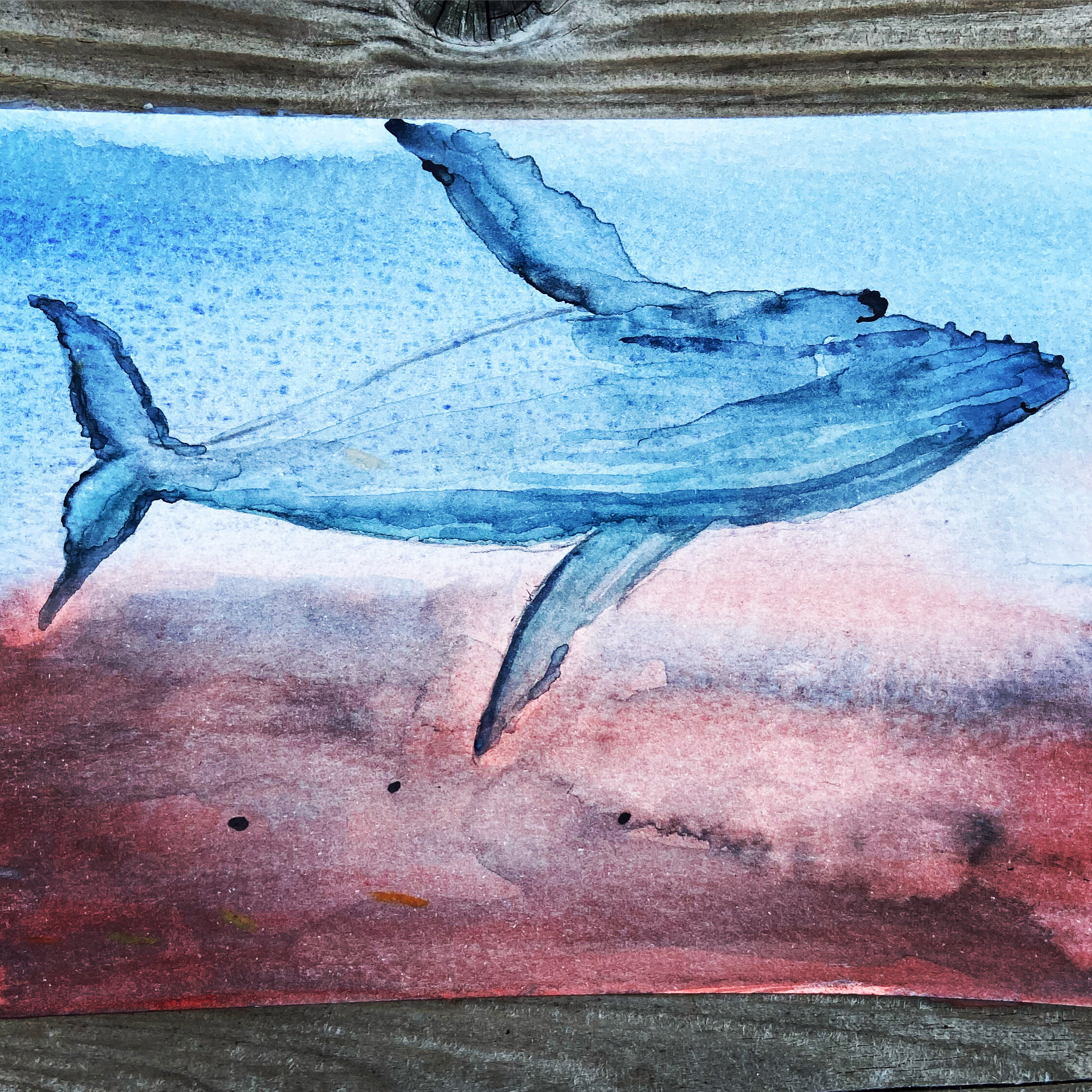 38 whale.jpeg
