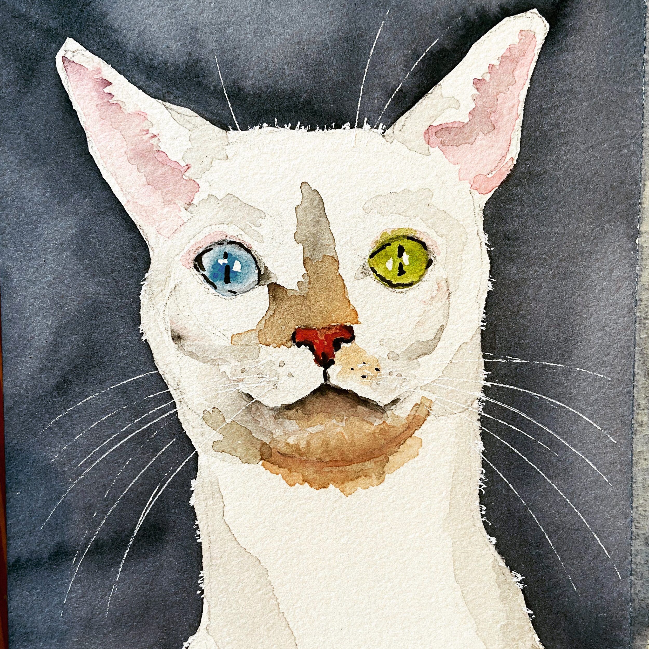 40 dual eyed cat2.jpeg