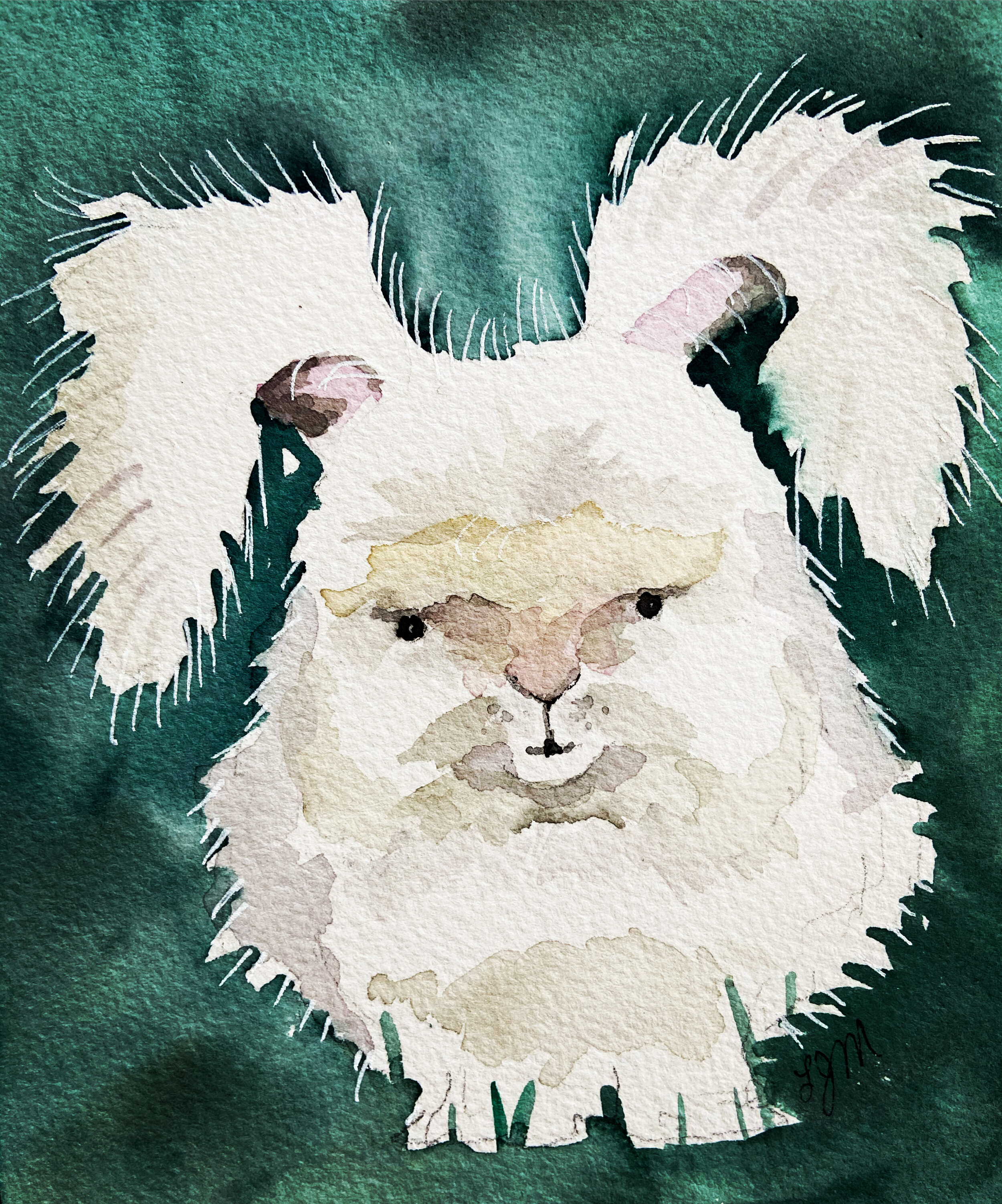 43 angry angora bunny.jpeg
