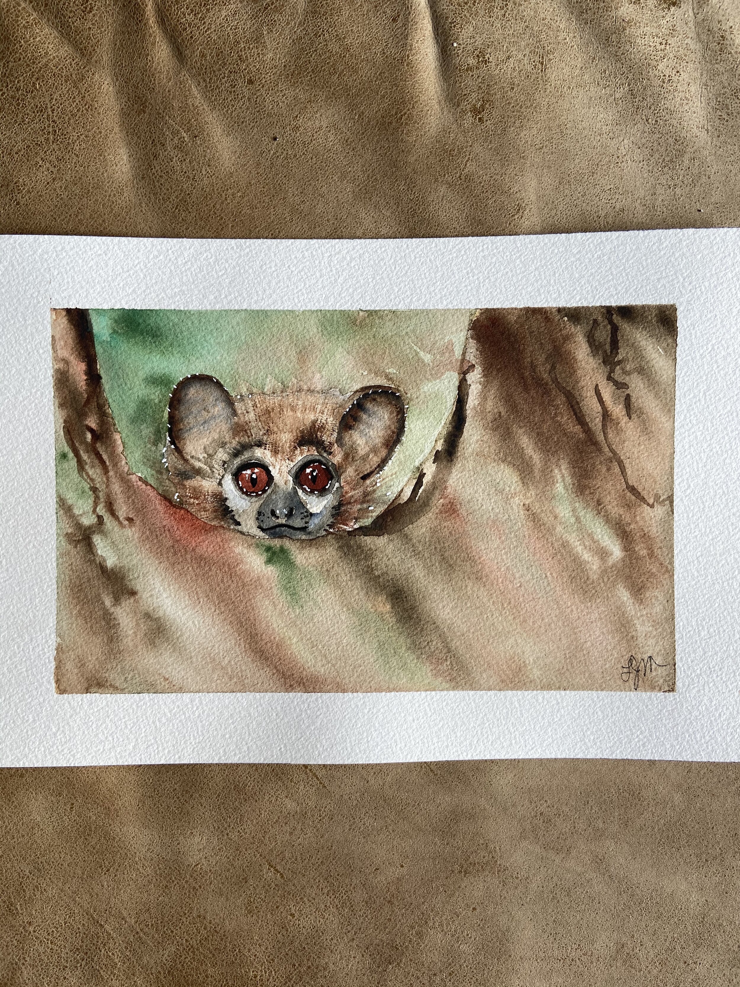 37 sportive lemur.jpeg