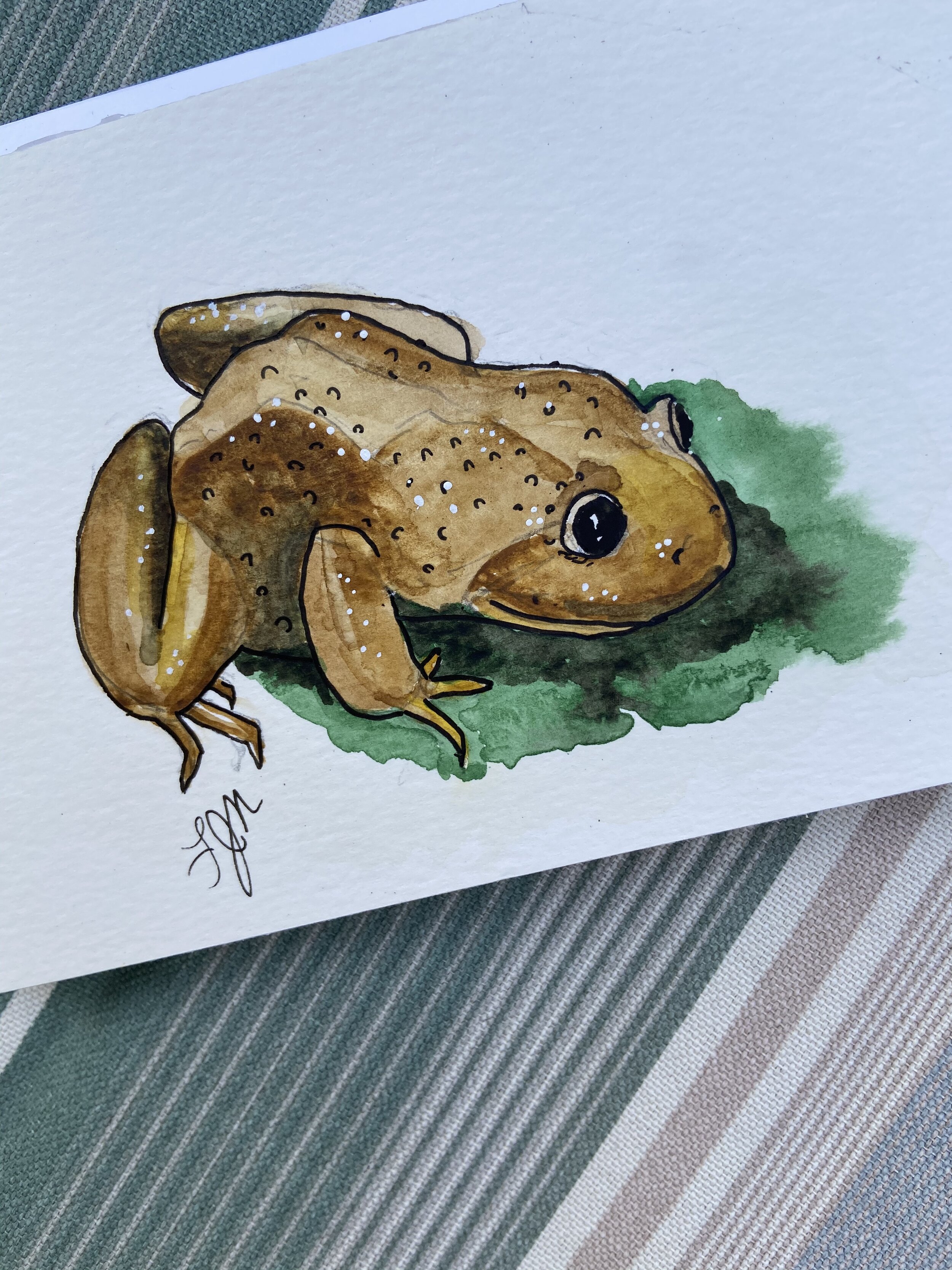 29 Telmatobius frog.jpeg