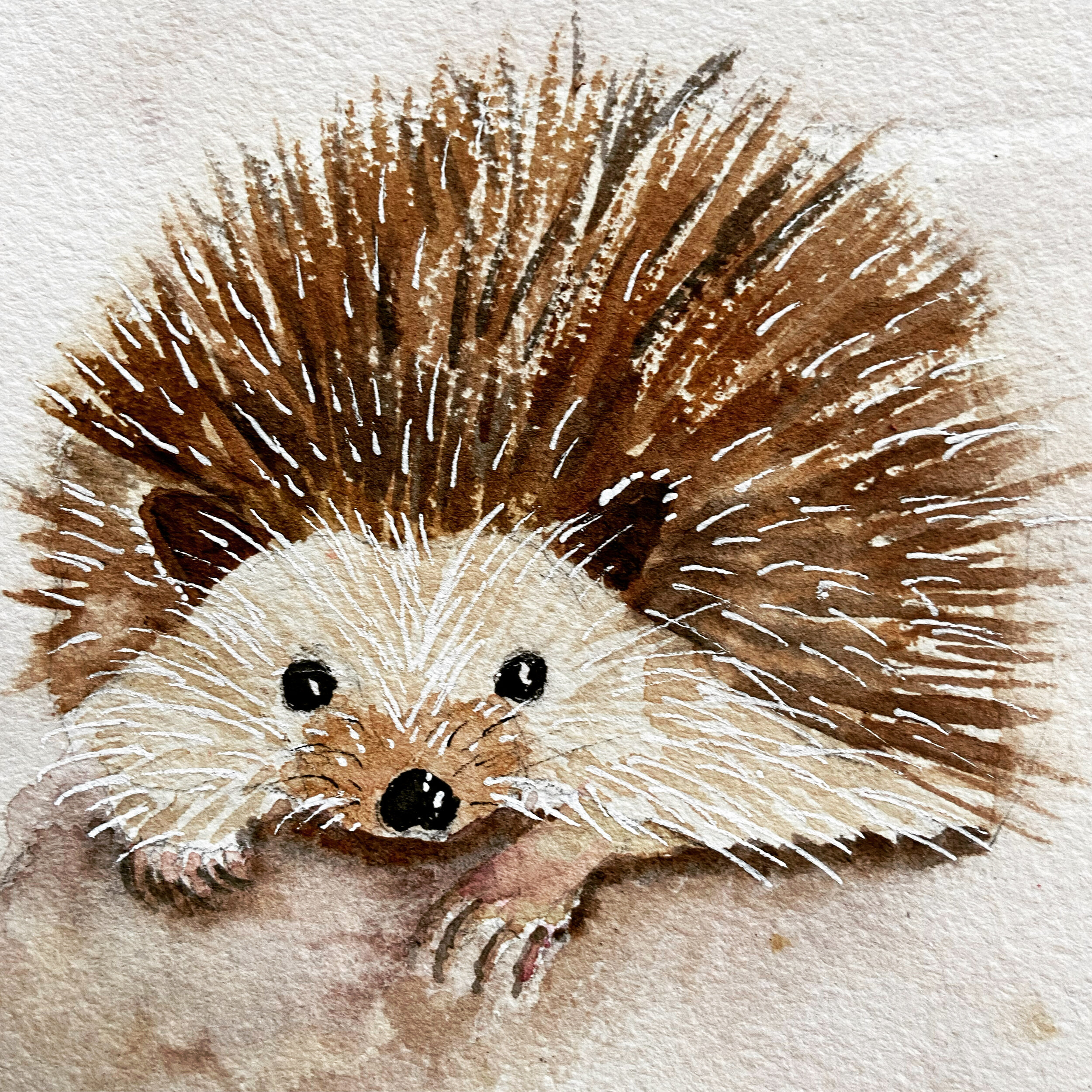 34 HEDGEHOG.jpeg