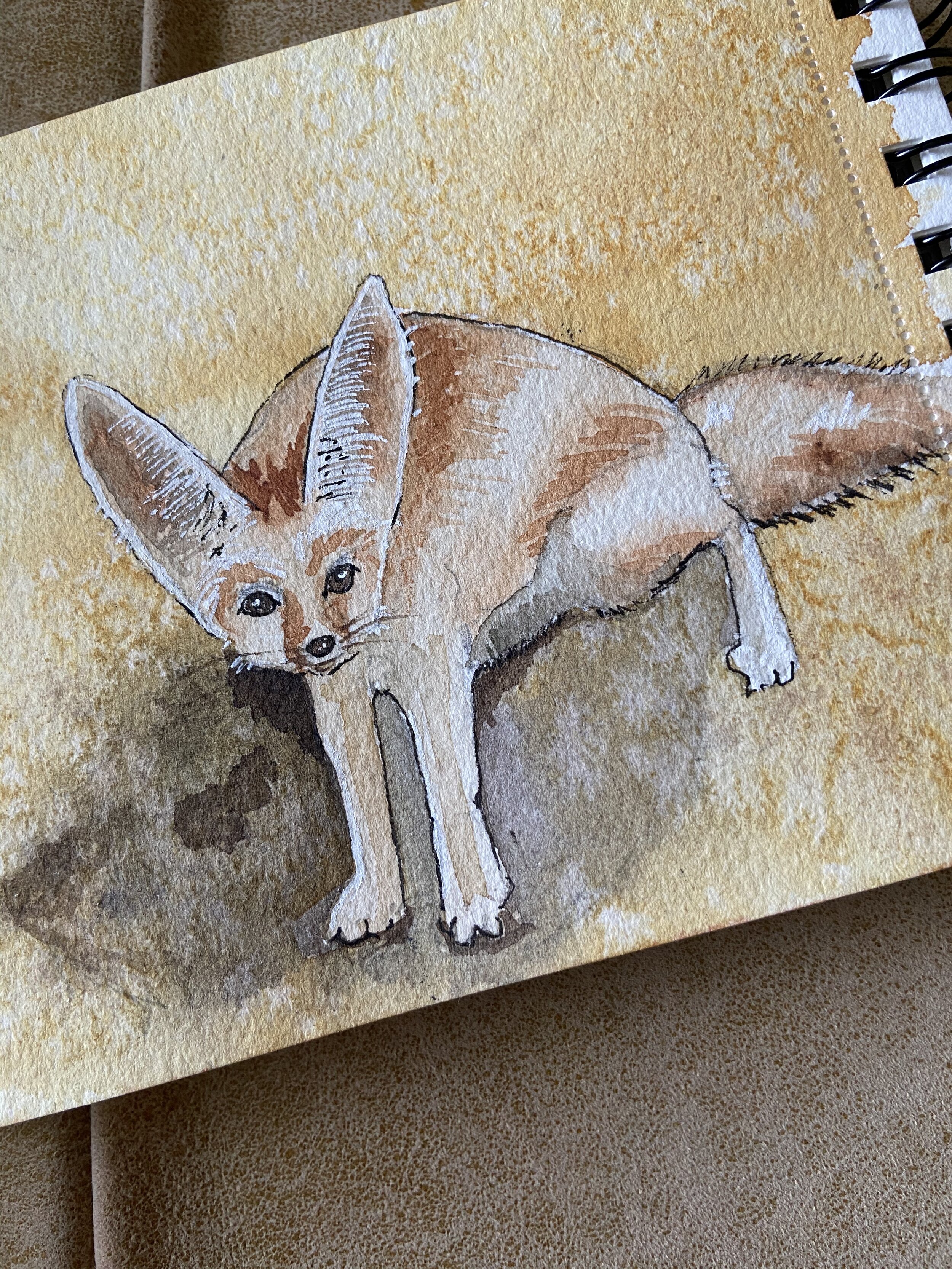 30 Fennee Fox.jpeg