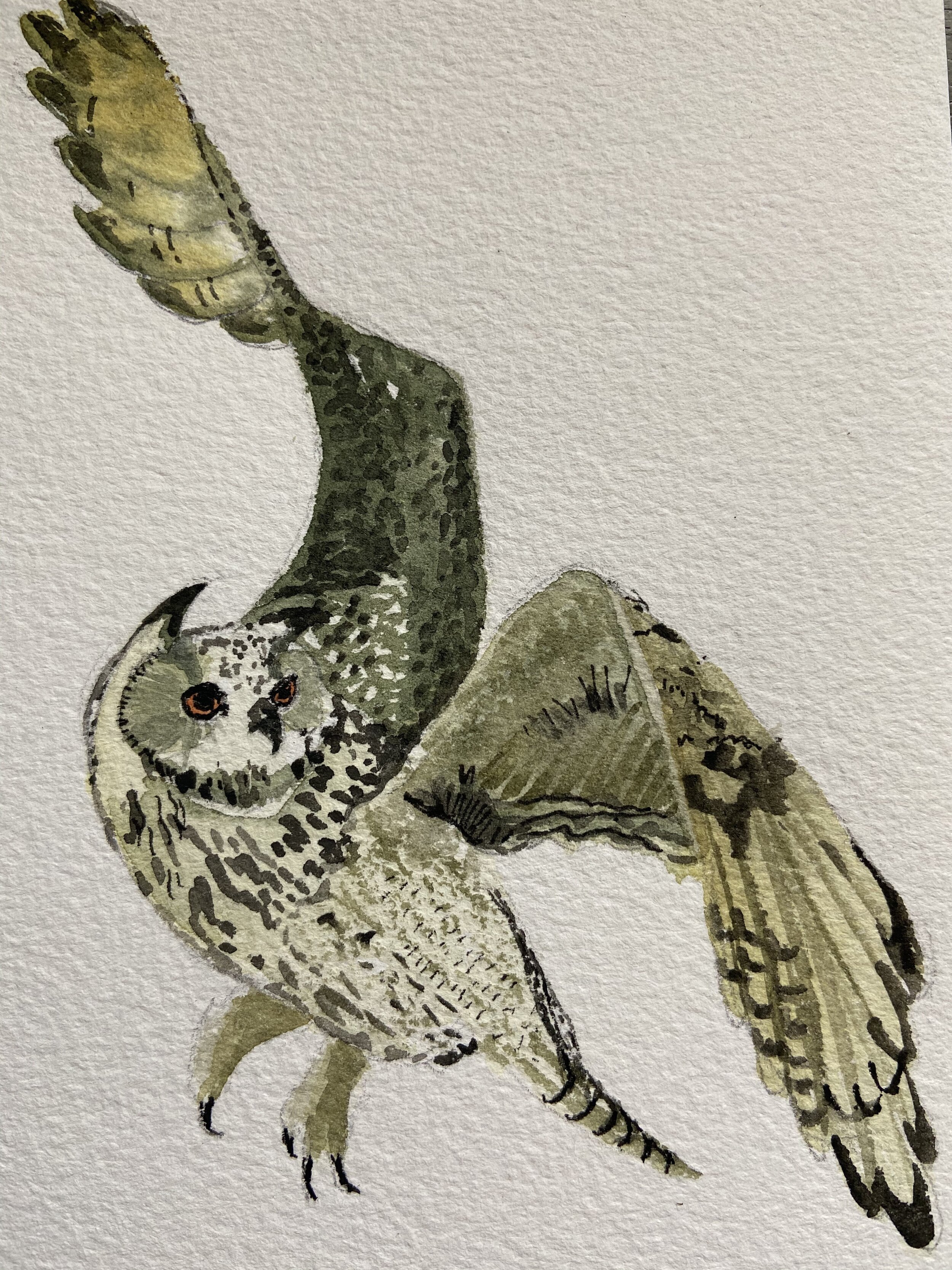 26 Noght Owl1.jpeg