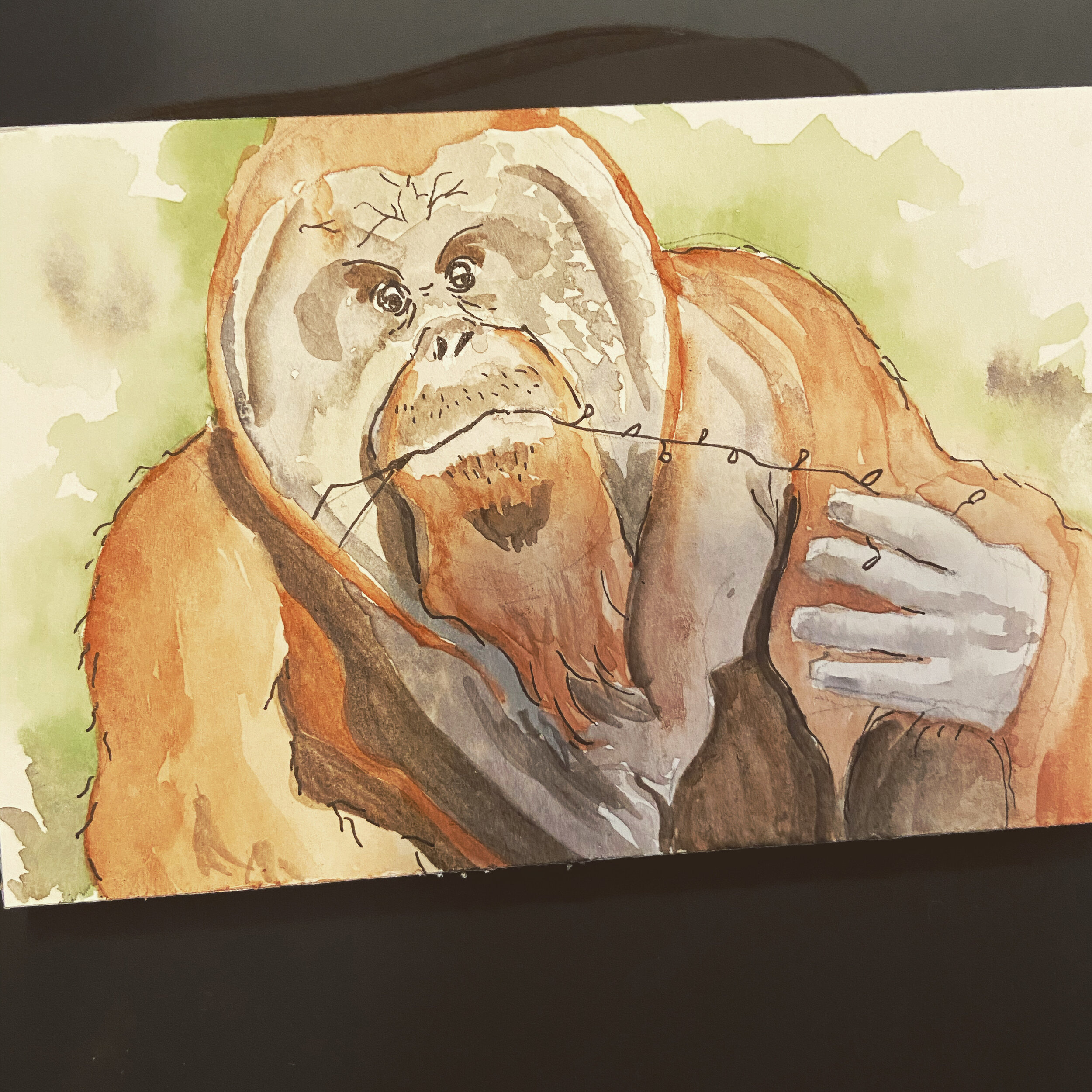 17 orangutan.jpeg