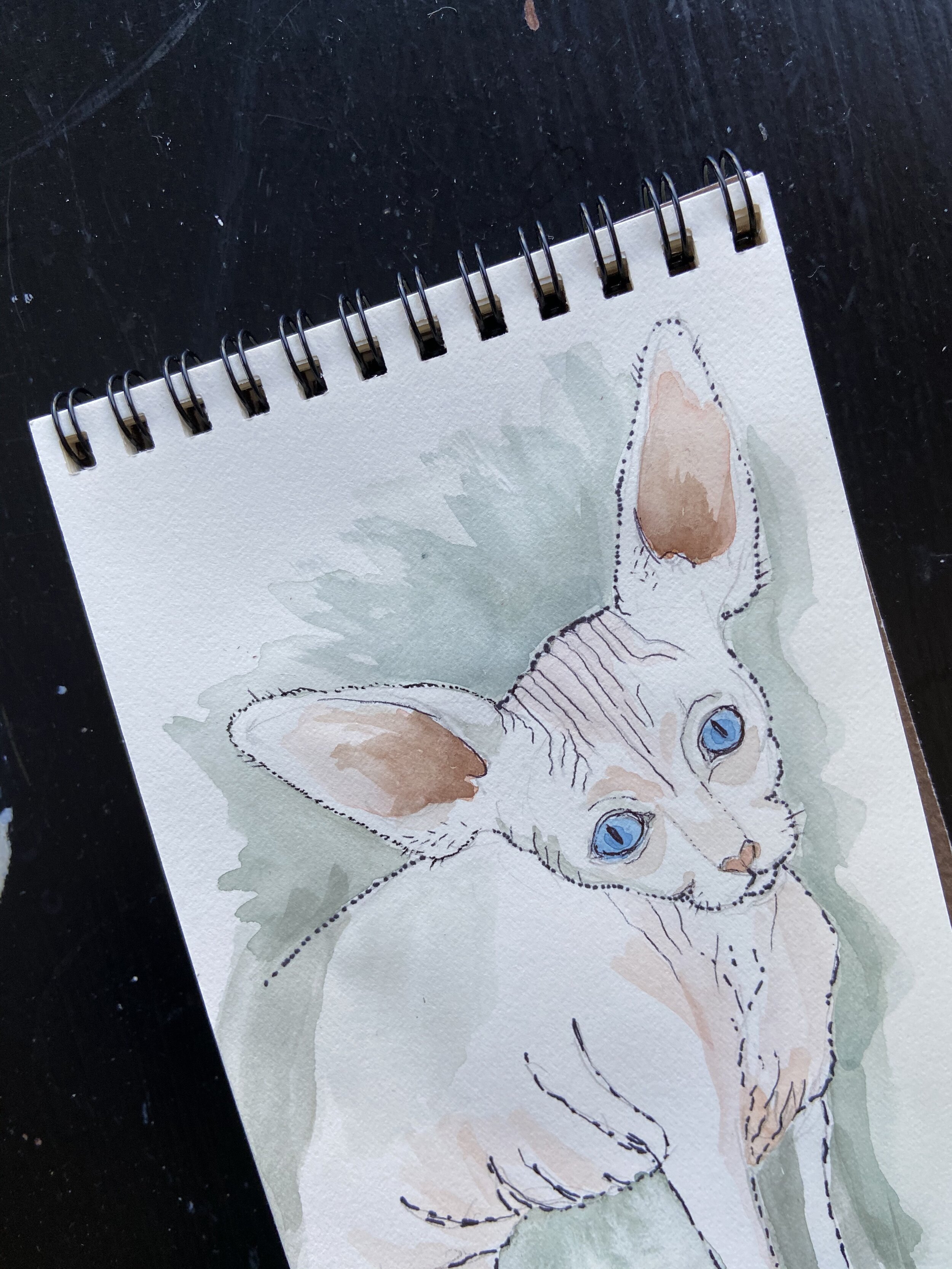 3 hairless cat.jpeg