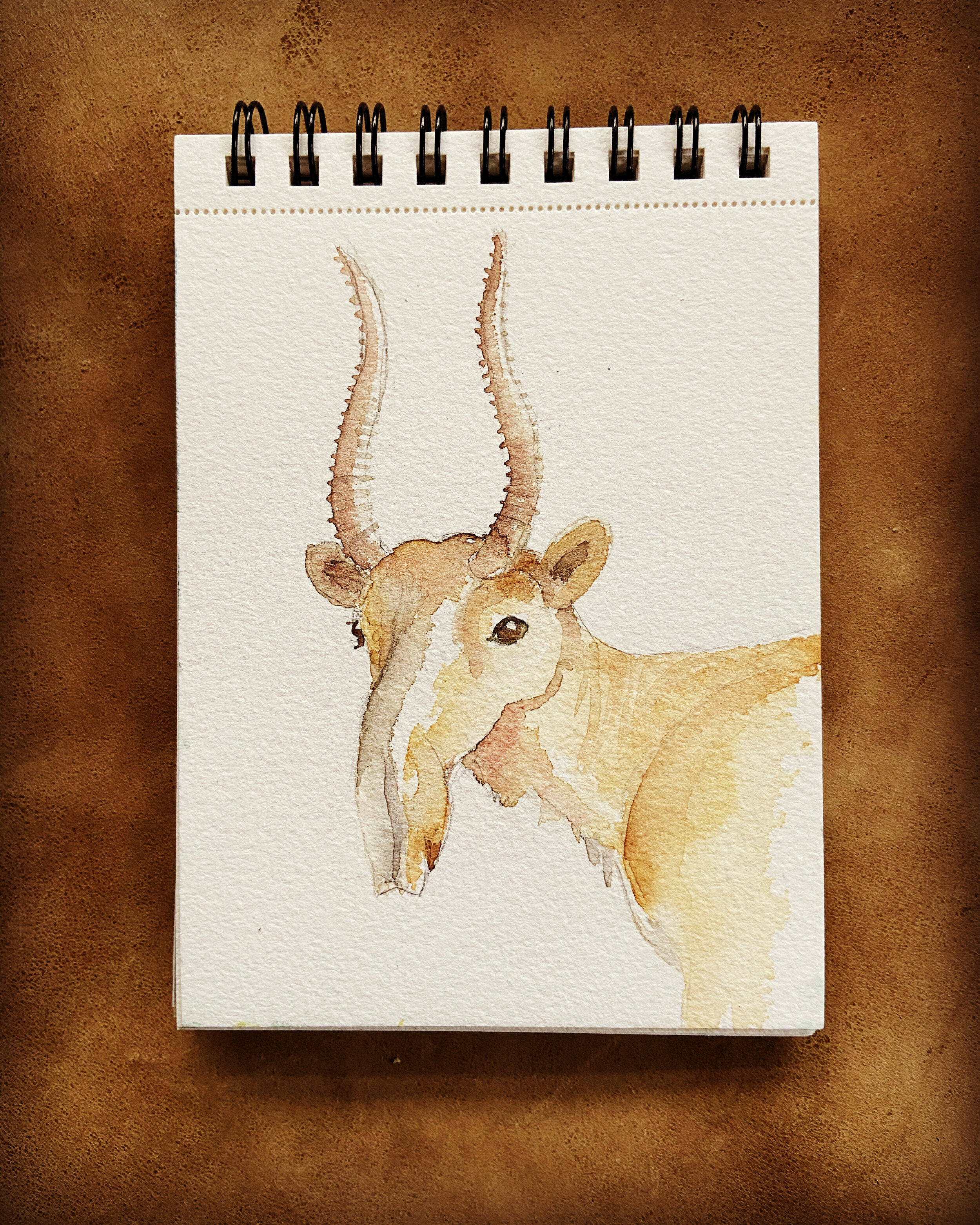 8 saiga antelope.jpeg