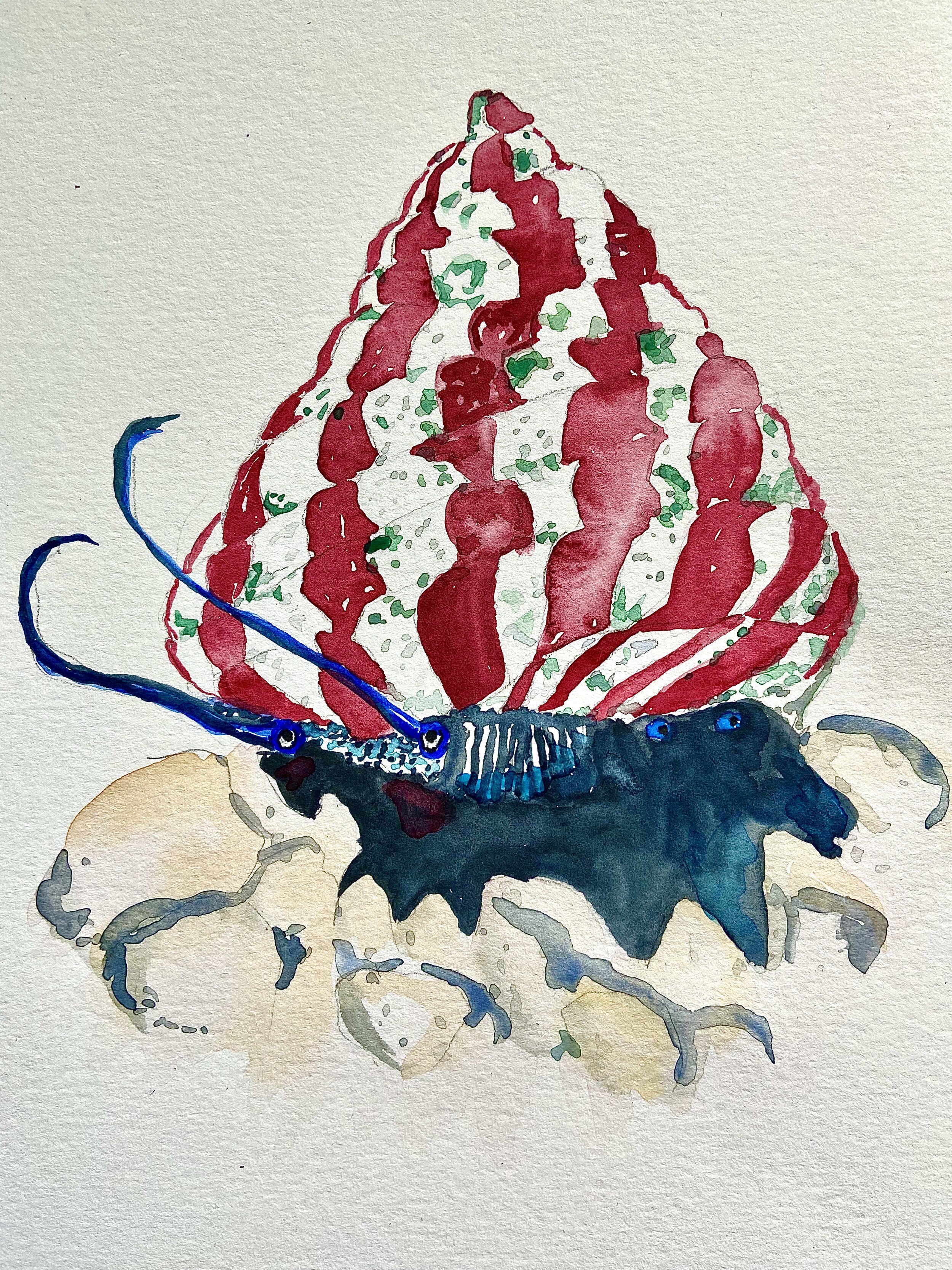 20 trochus snail.jpeg