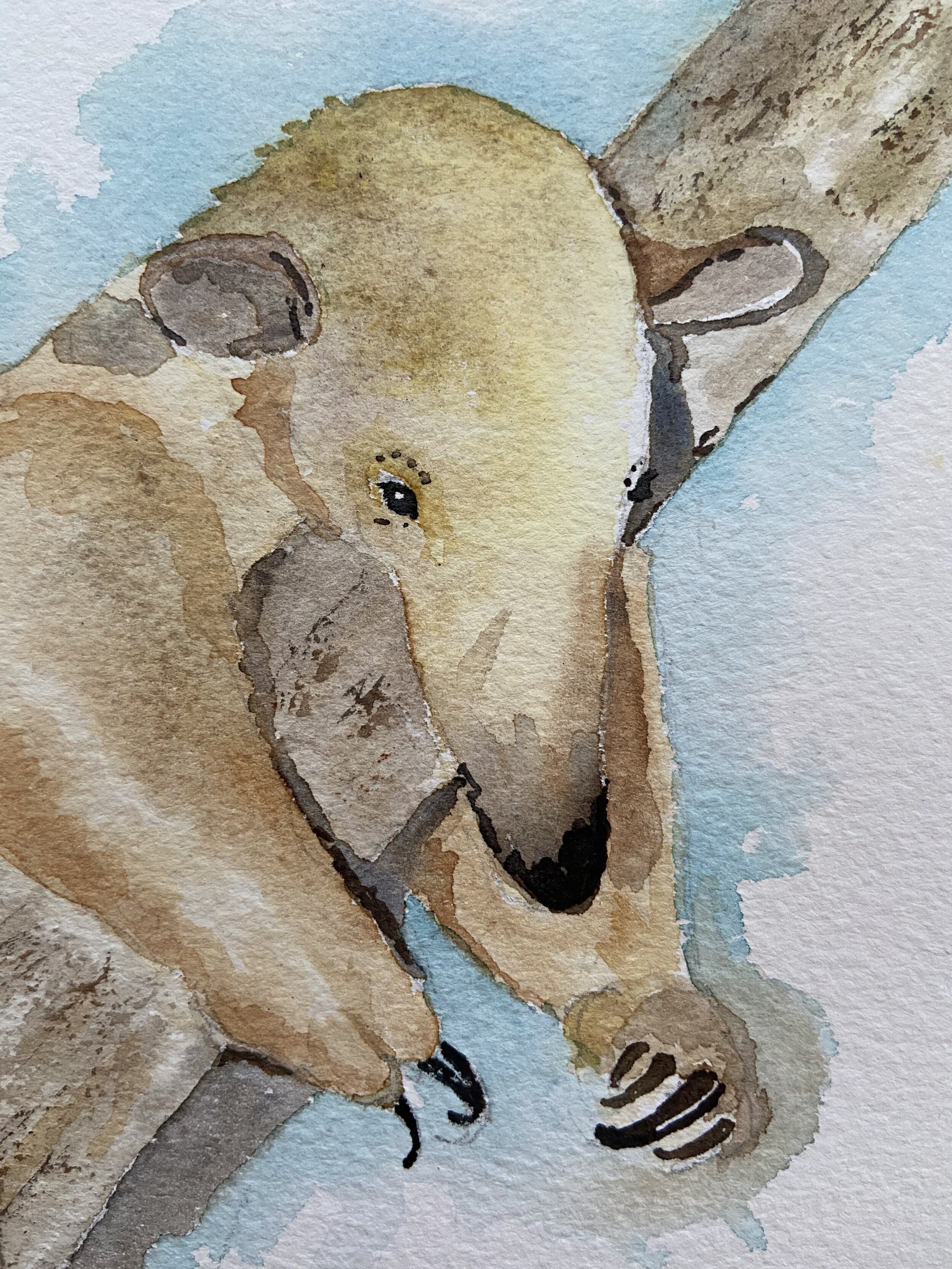 11 anteater.jpeg