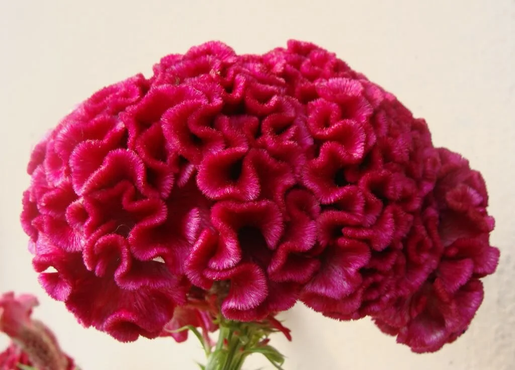 Addiction, Recovery and Word Stigma