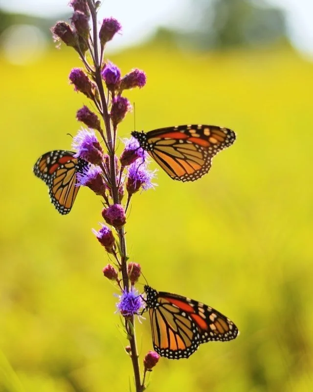 Today is 
National Overdose Awareness Day 
and 
my 15th anniversary of being free of substances.

Every year, I have written things about my recovery. 
Oddly enough, this year, I feel like I know less than the years previous.

What I do know is that 