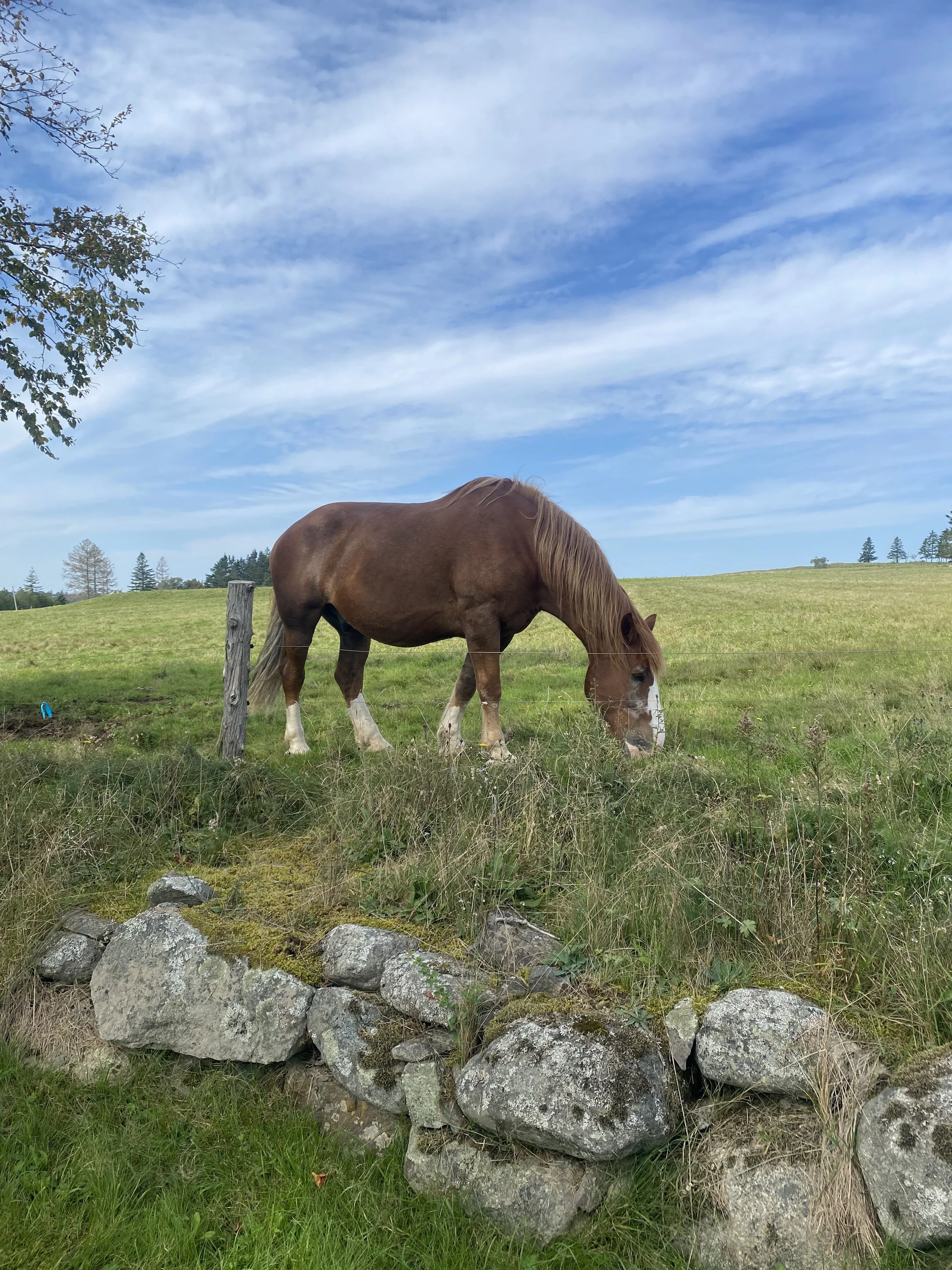 A brown horse grazing in a green field under a partly cloudy blue sky, with a stone wall in the foreground.