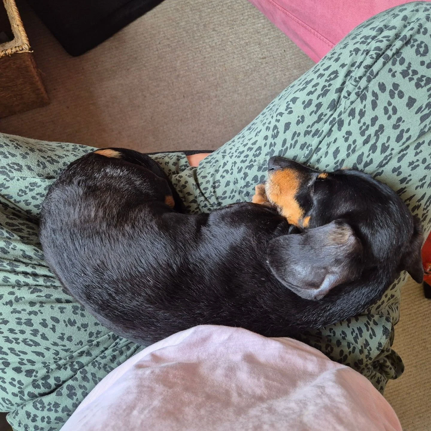 Putting the finishing touches to the materials I'm providing in Sunday's Introduction to Trauma Informed Yoga class (which I'm offering as part of the @amritafestival) 

This little bean is refusing to be separated from me and is currently making my 