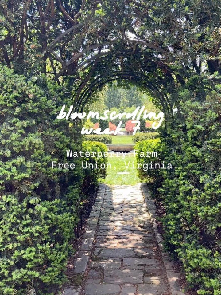 Bloomscrolling Week 7 took me to @waterperryfarm in Free Union 🤍

Truly in awe of the design and balance of this place. Owner Katherine Kane has been working on the Waterperry property and its gardens for 30 years and the dedication and love poured 