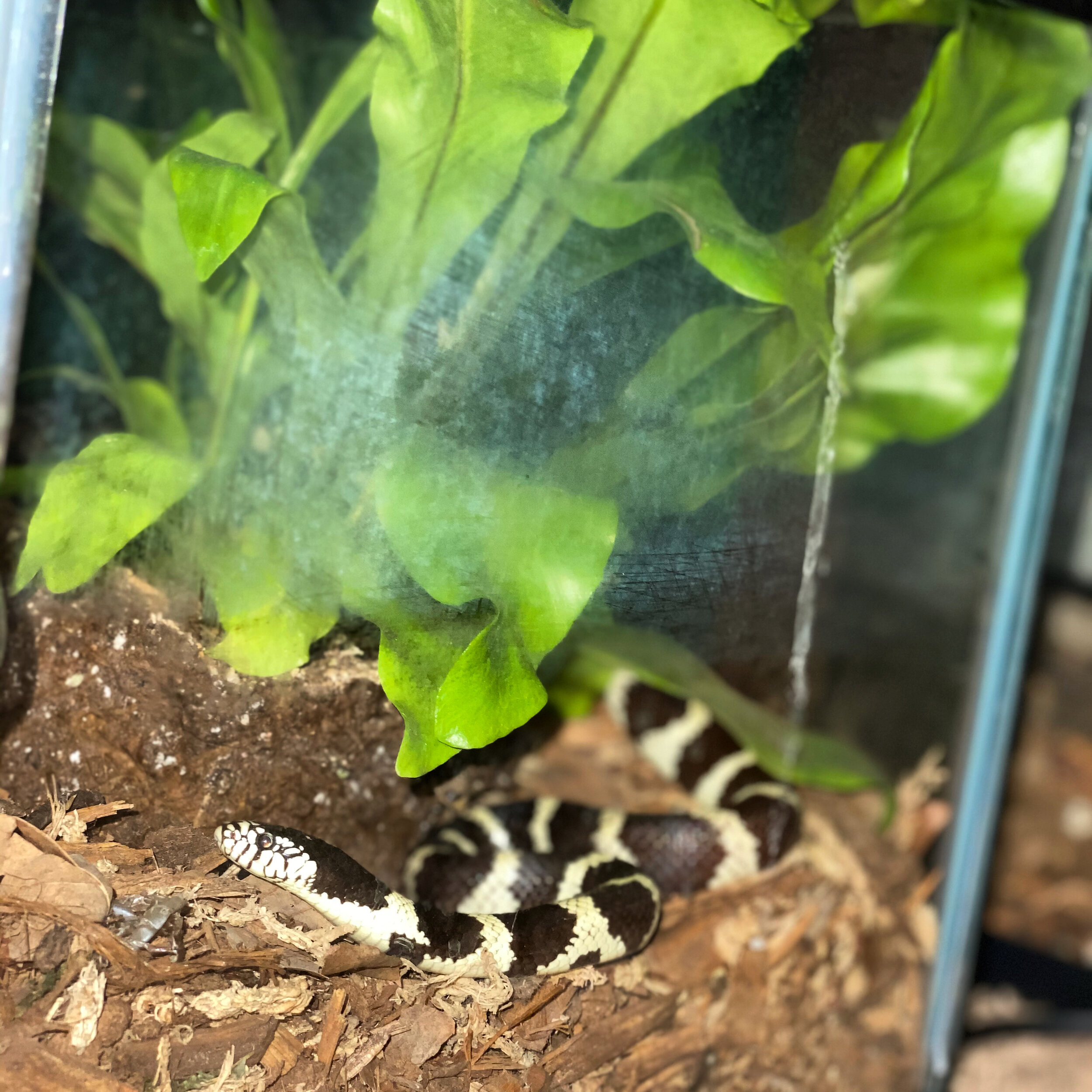 Oreo - California King Snake