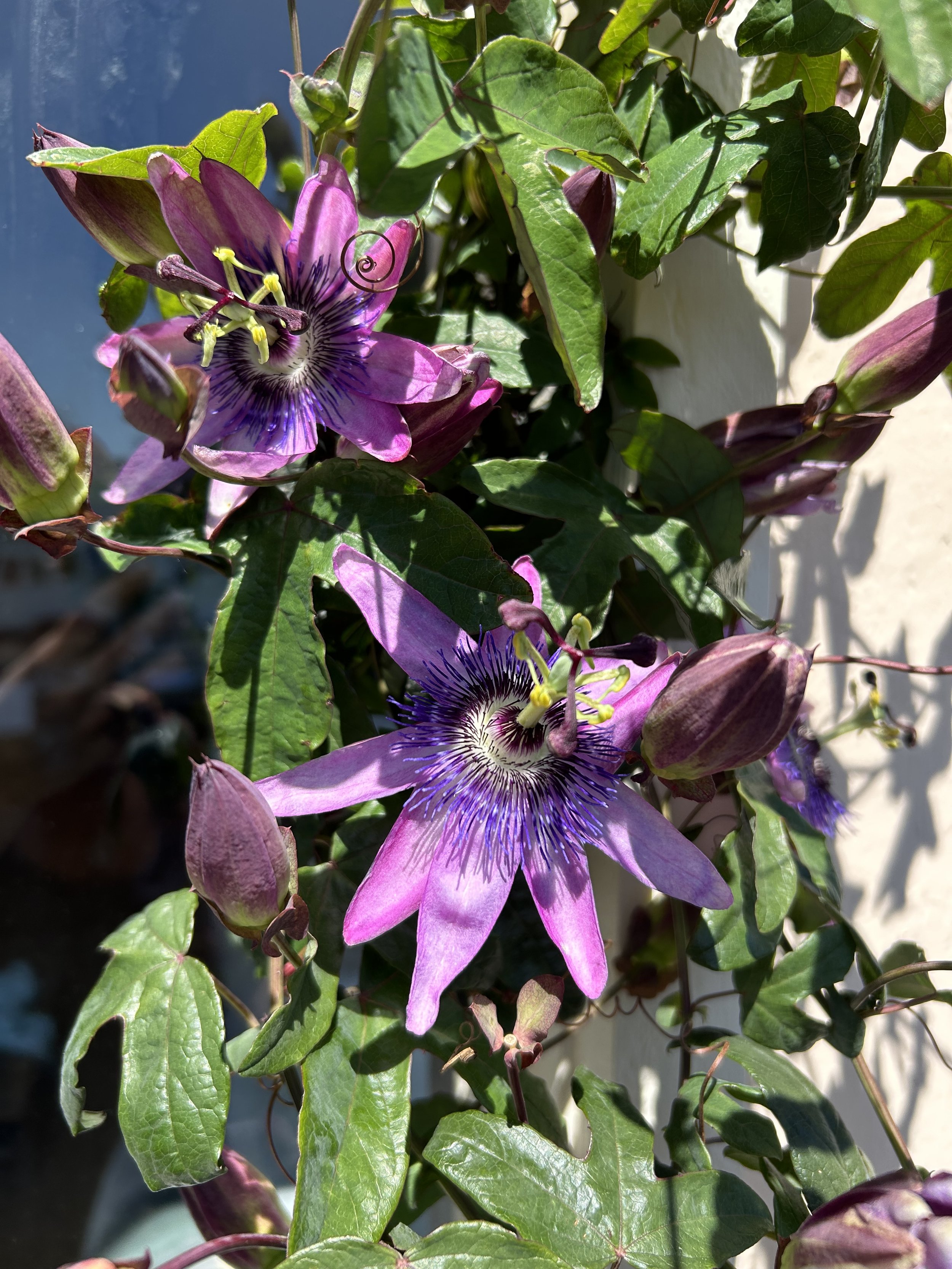 IMG_1206.jpeg
