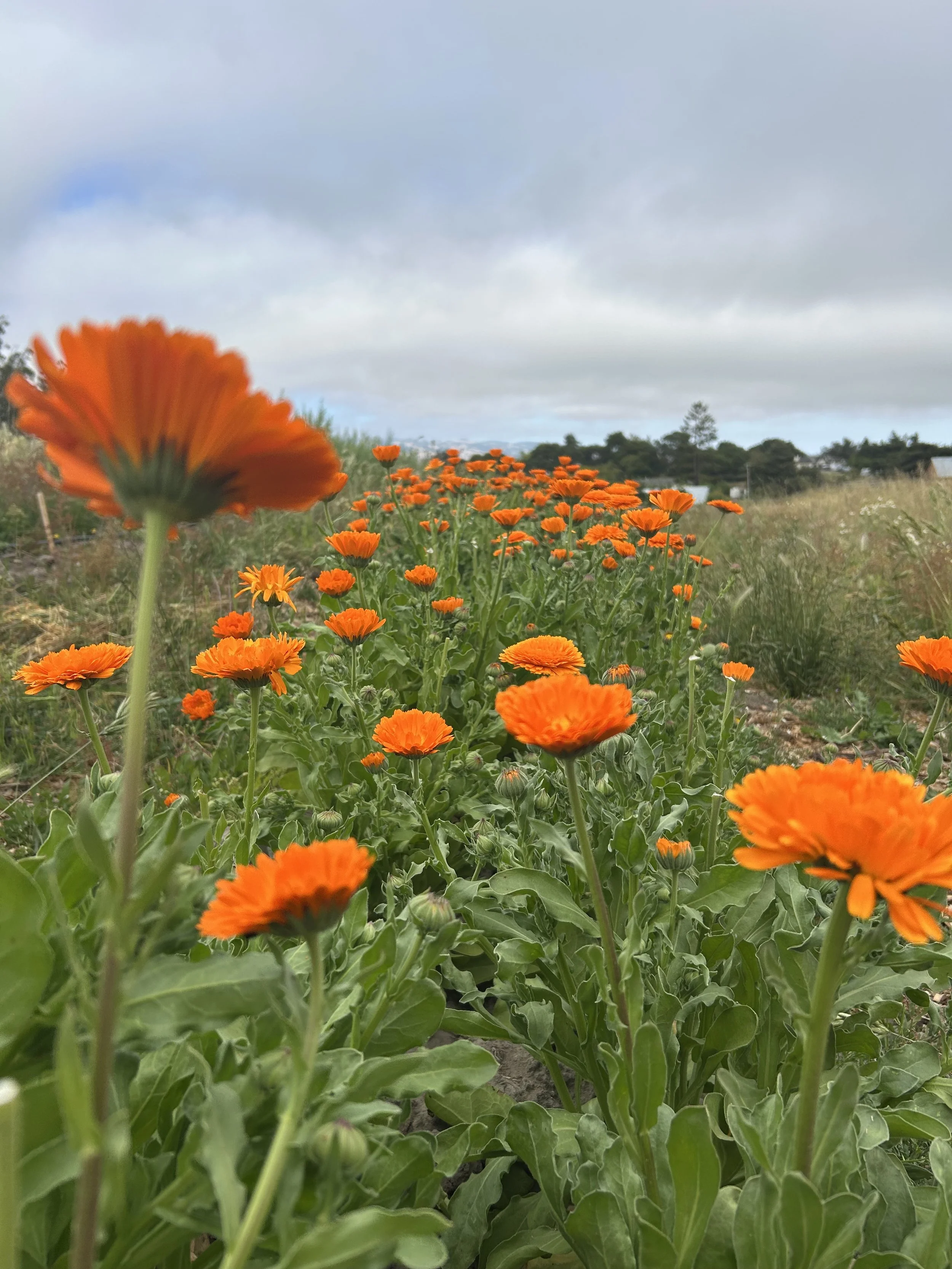 freshly harvested calendula from Moonbow Medicine Farm