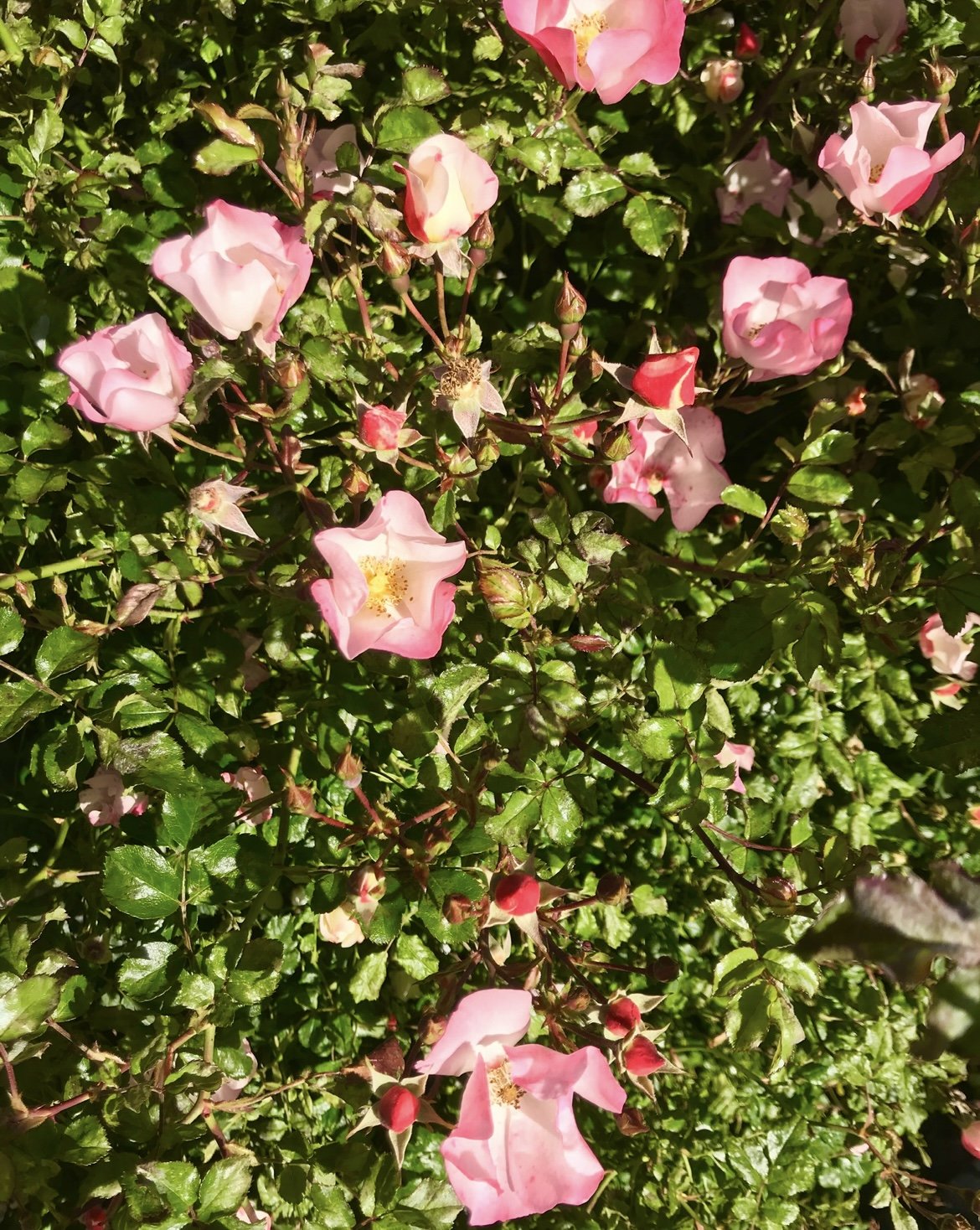IMG_3404.jpeg