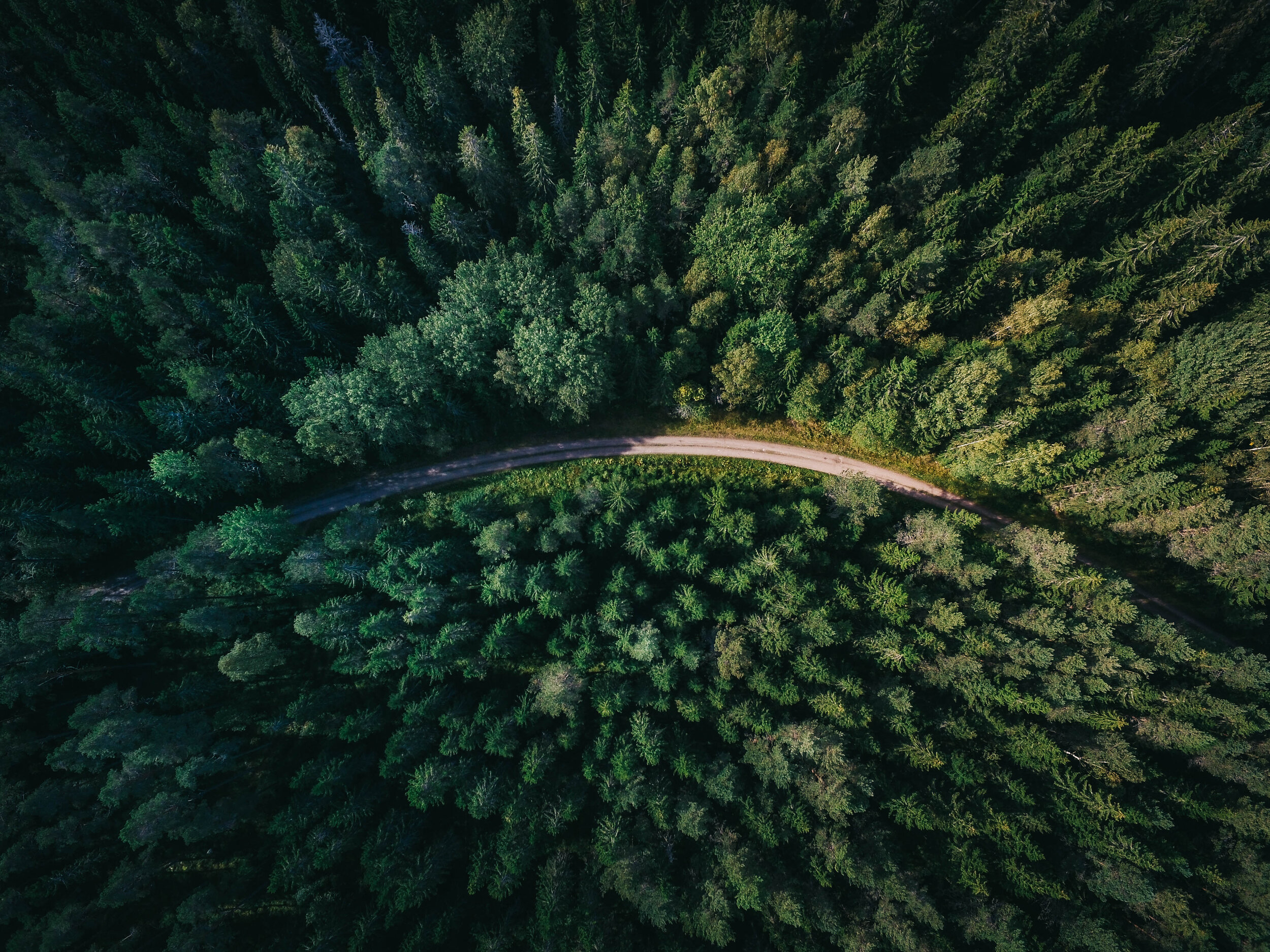 What You Didn’t Know About Deforestation