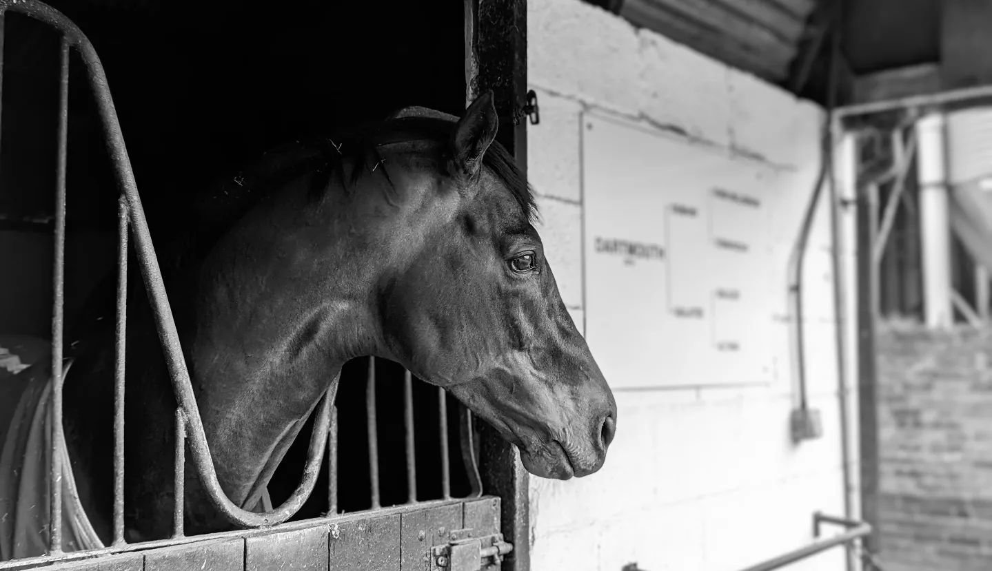 Dartmouth our lovely son of #Dubawi.
.
#stallion #thoroughbredbreeding #thoroughbredracing #horseracing #dartmouth #mareandfoal #boodstock #britishbloodstock #greatbritishbonus