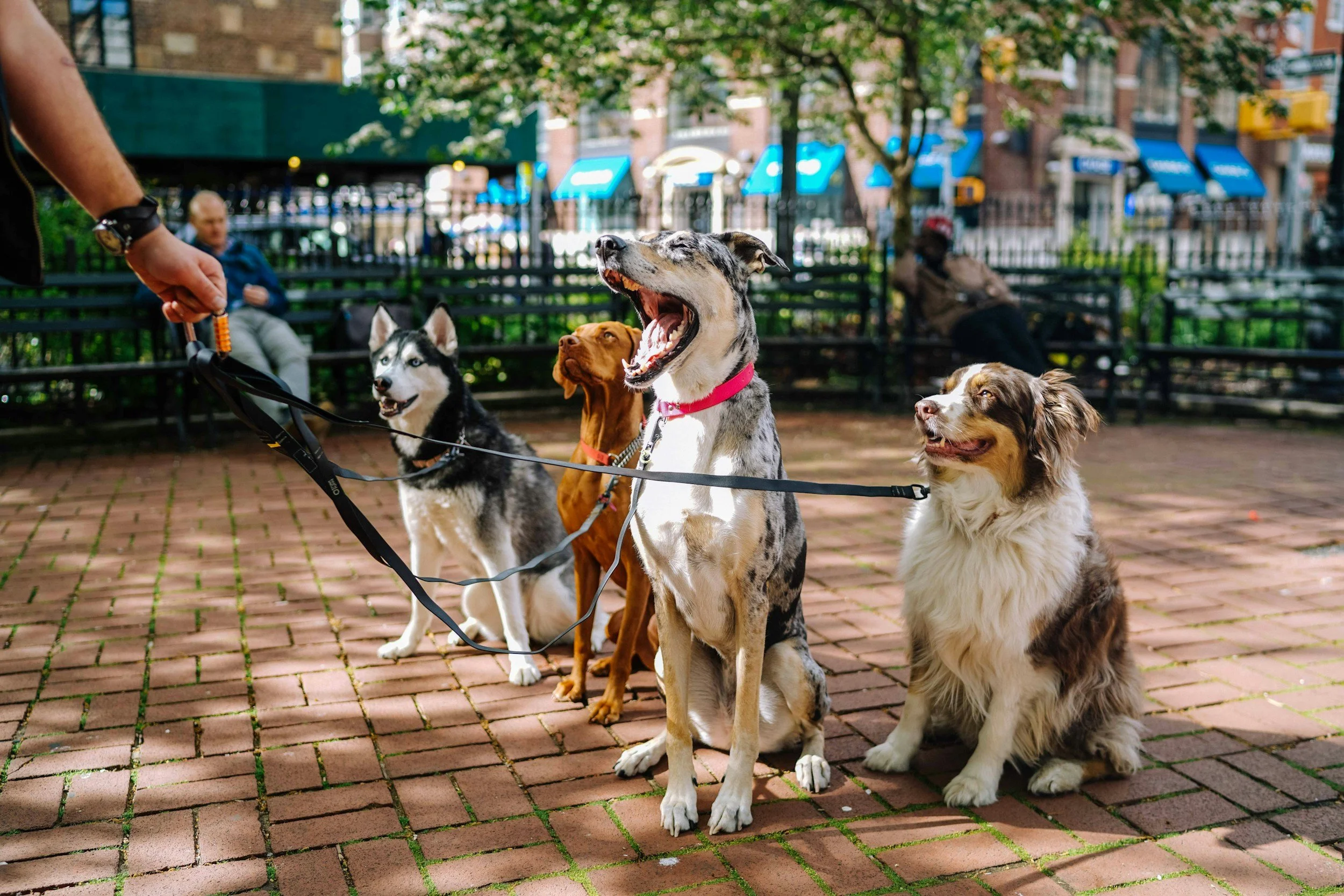 four dogs on leashes sitting down in a courtyard area
