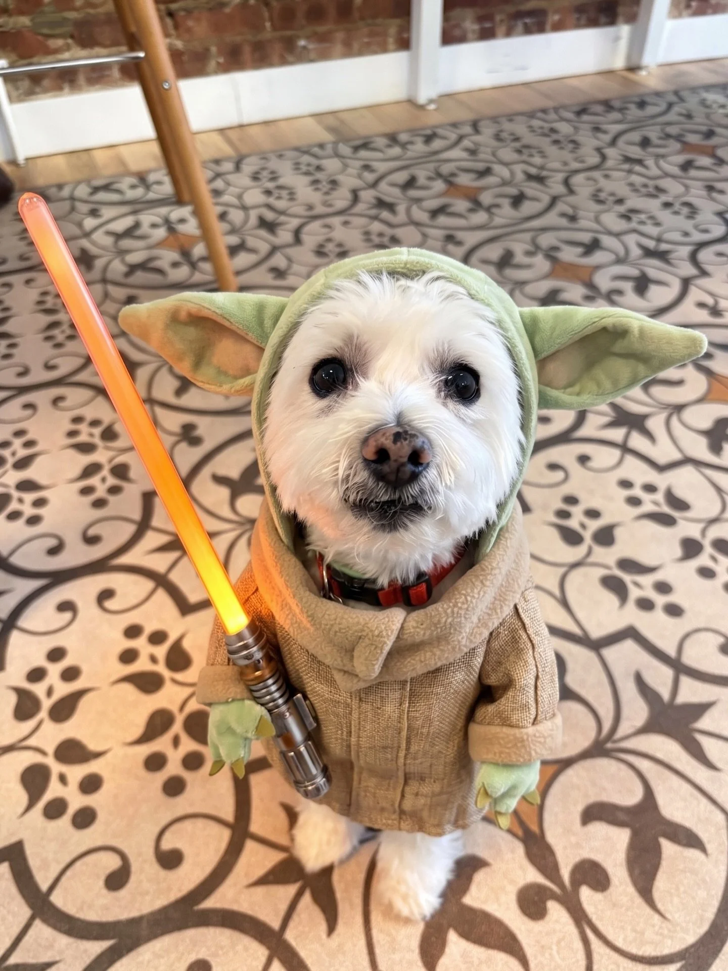 Gordo&rsquo;s Force is strong. So are our listings. 🐾✨
 May the 4th be with you&hellip;

#maythe4thbewithyou #starwarsday #realestate #luxuryrealestate #homesweethome