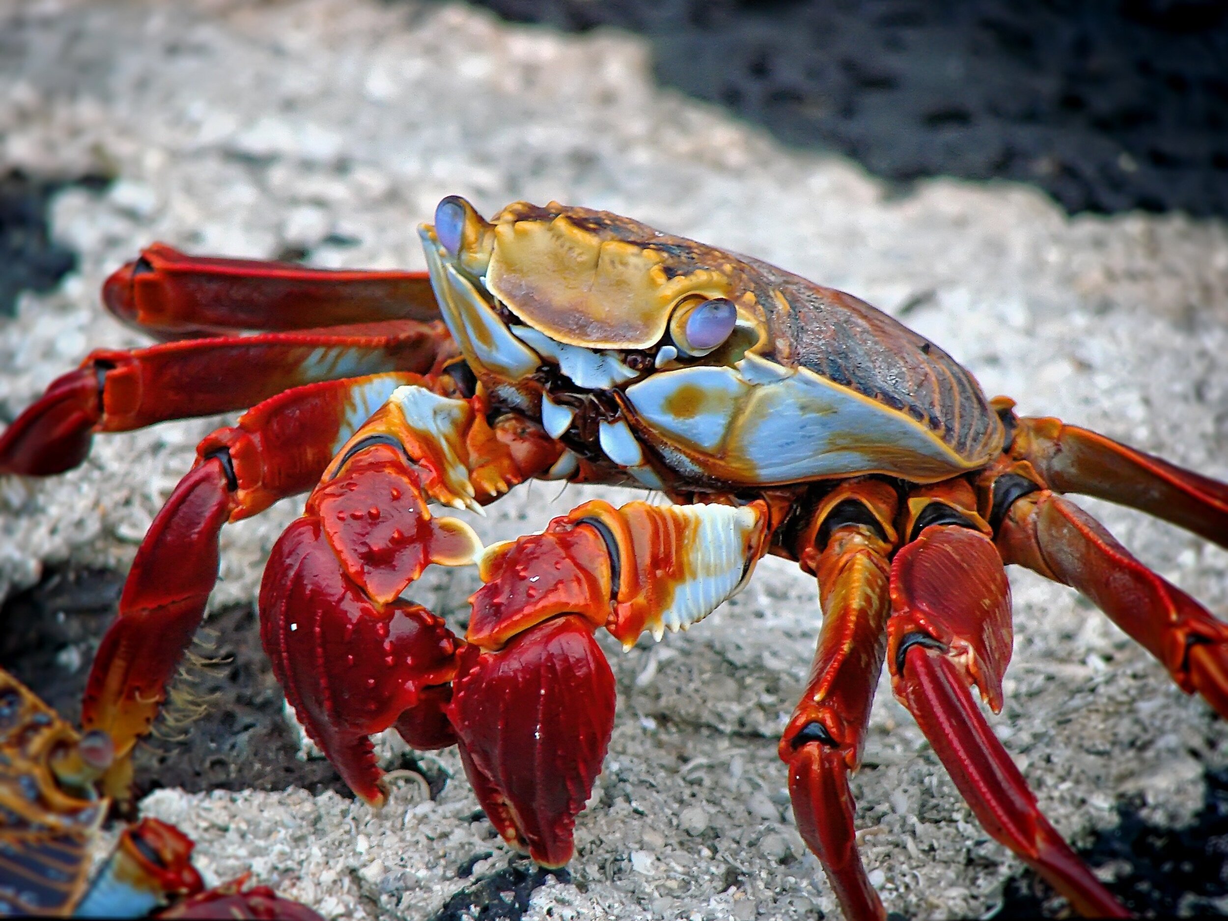 crab-298346.jpg