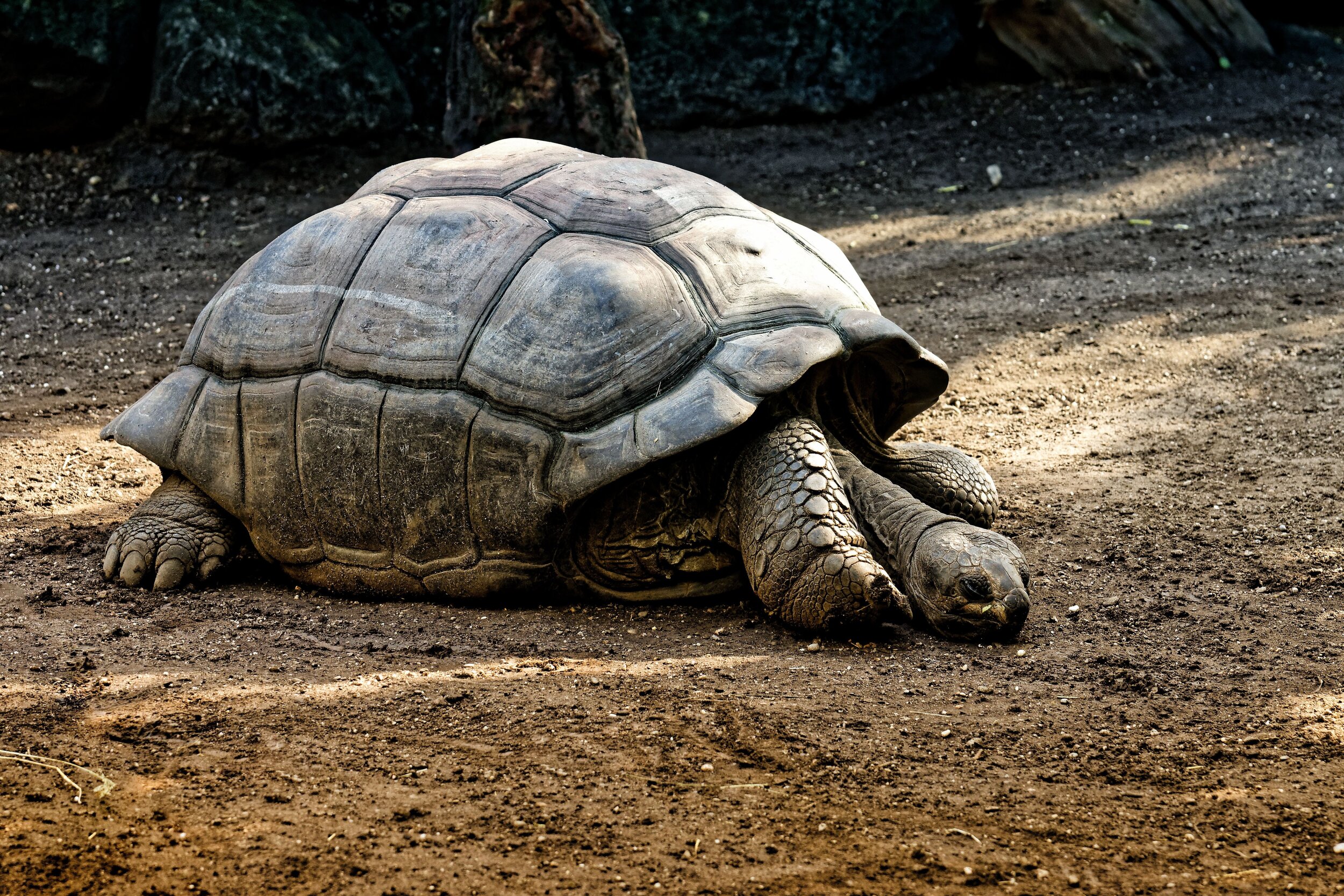 giant-tortoises-4461315.jpg