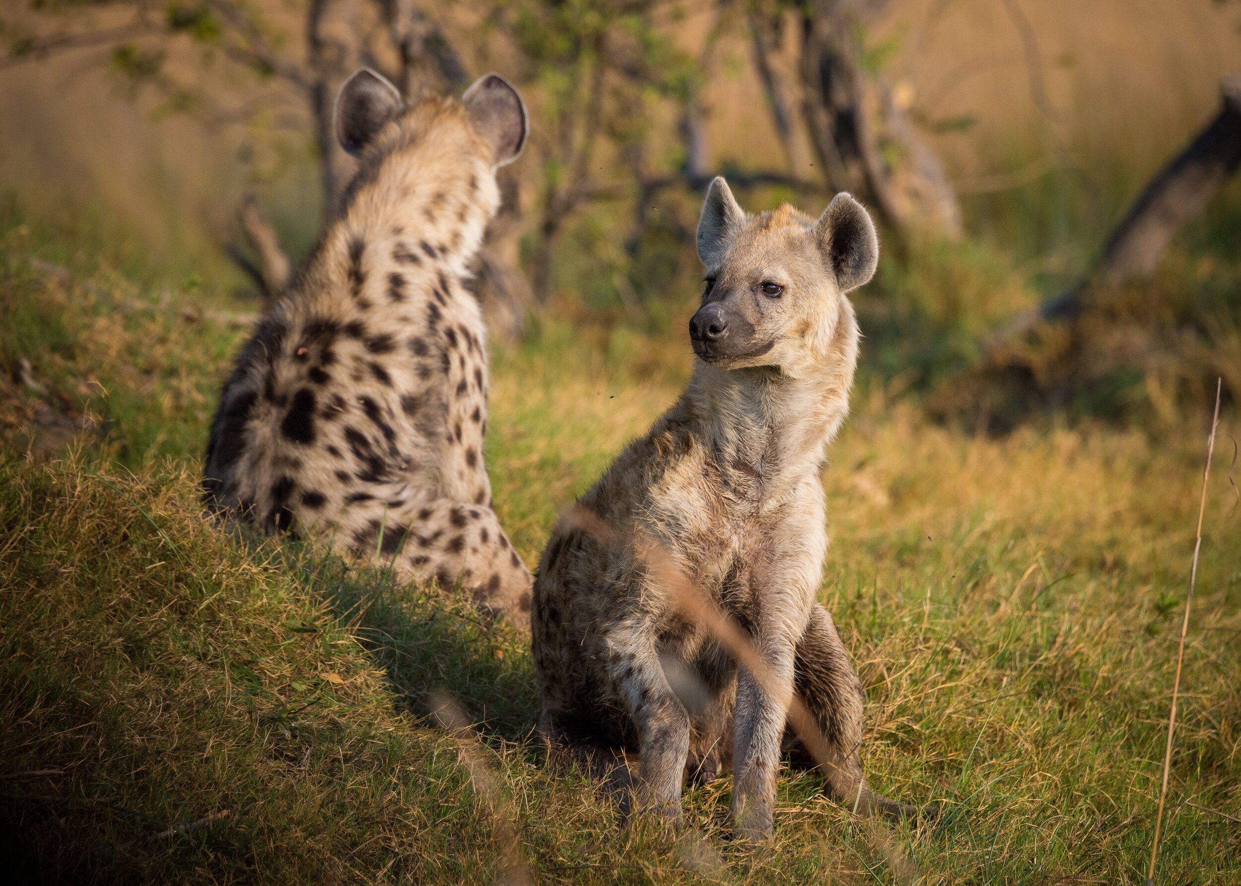 hyena-1022409.jpg