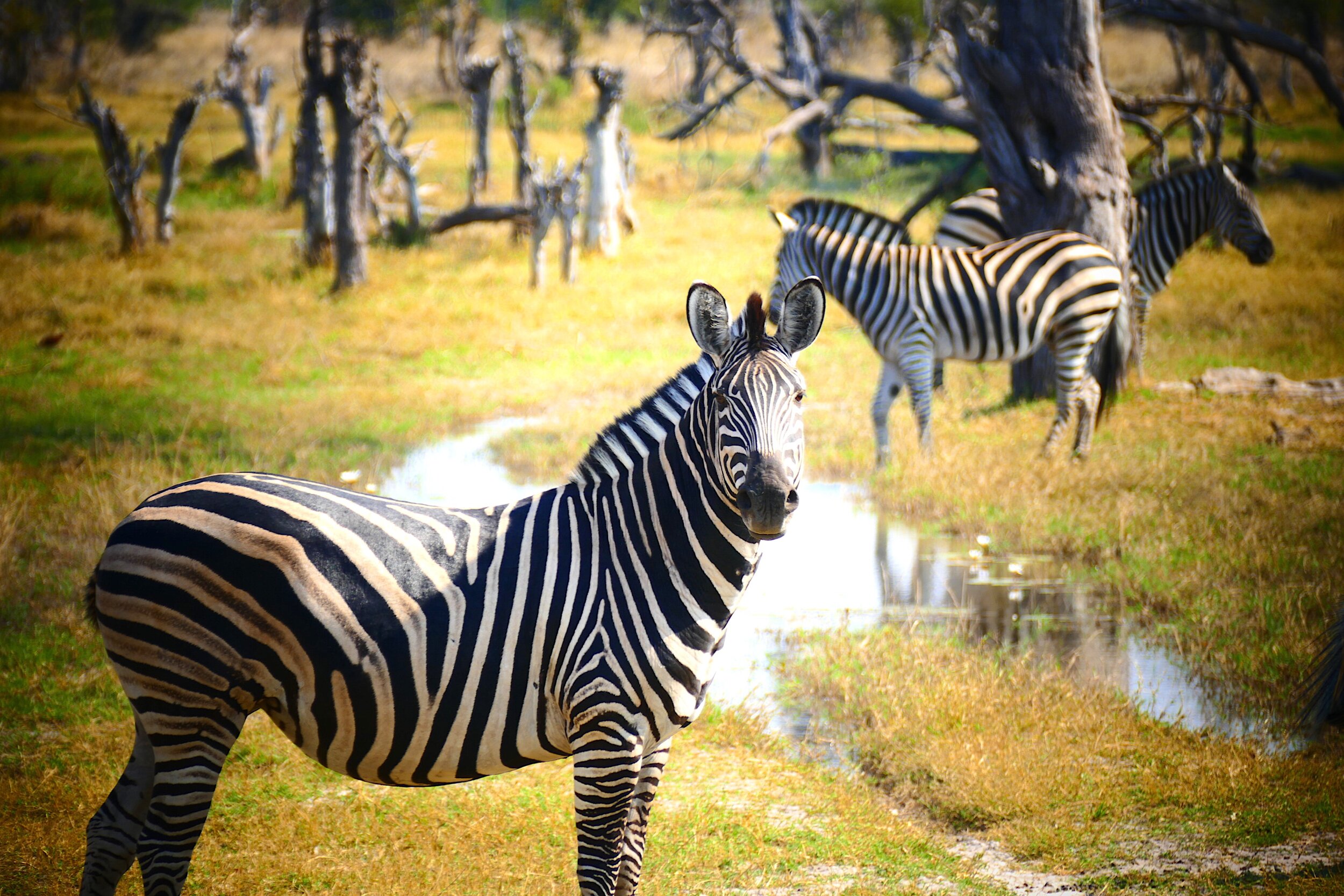 zebra-3219165.jpg