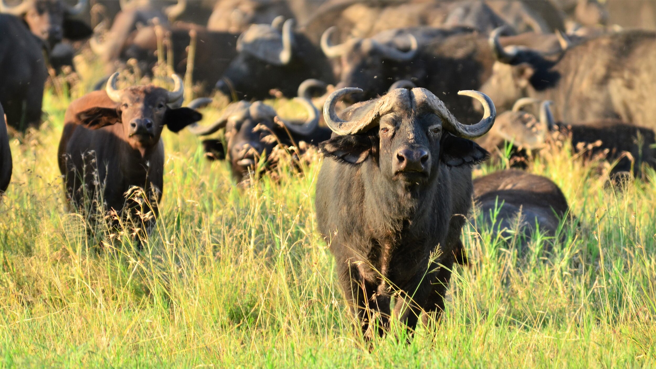buffalo-4450318.jpg