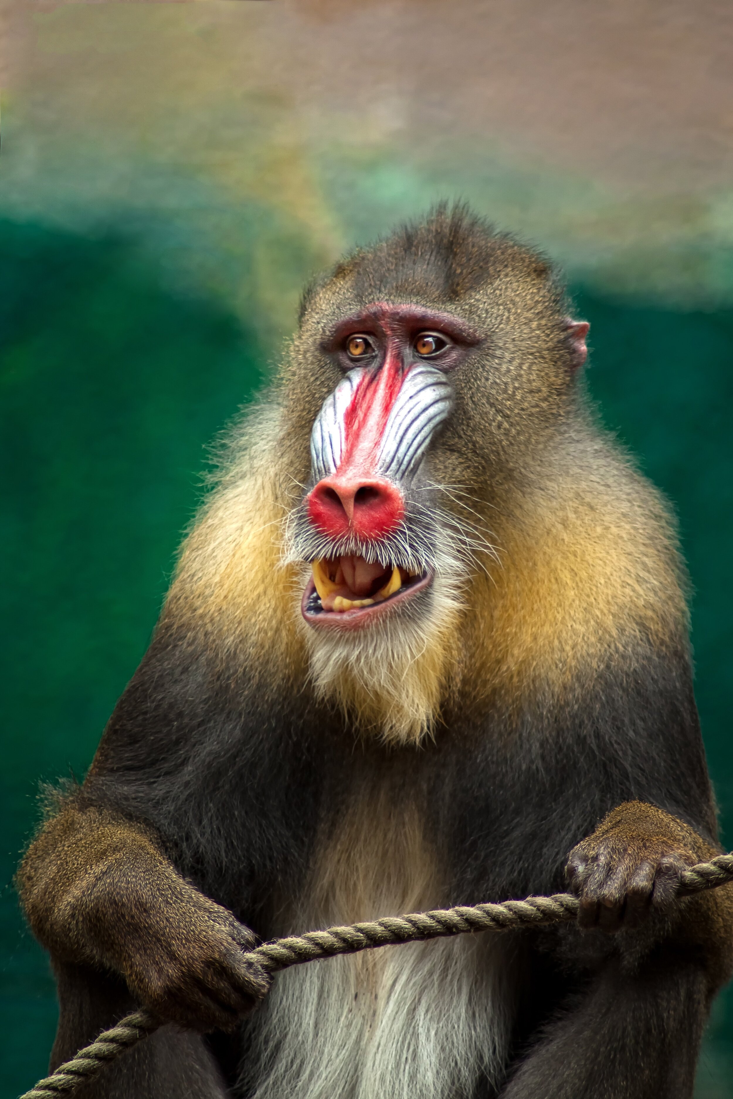 monkey-653705.jpg