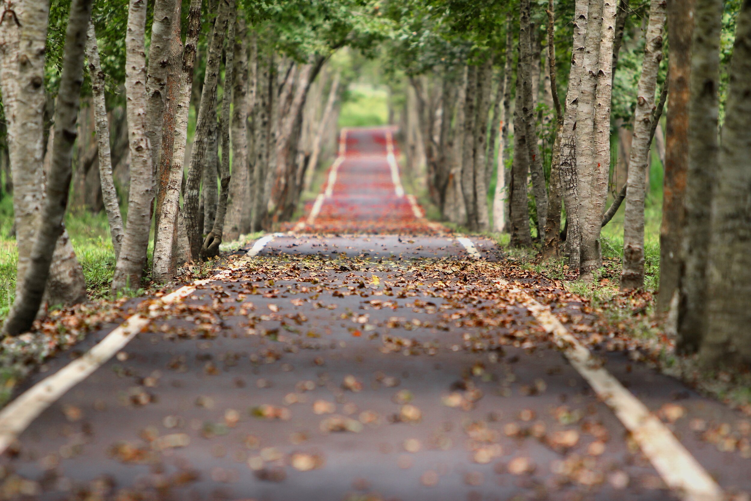 woodland-656969.jpg
