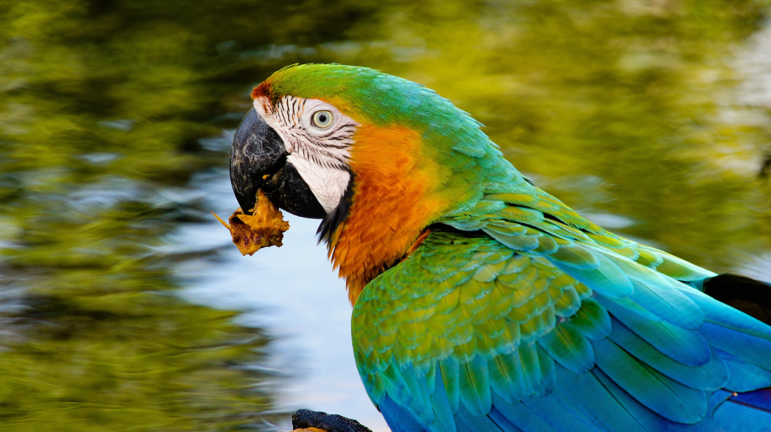 parrot-5664768.jpg