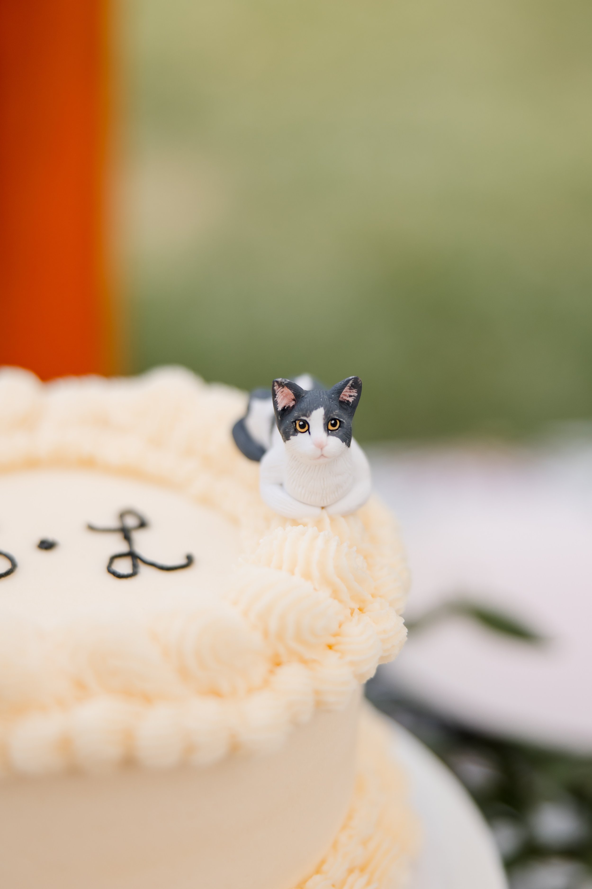cat cake