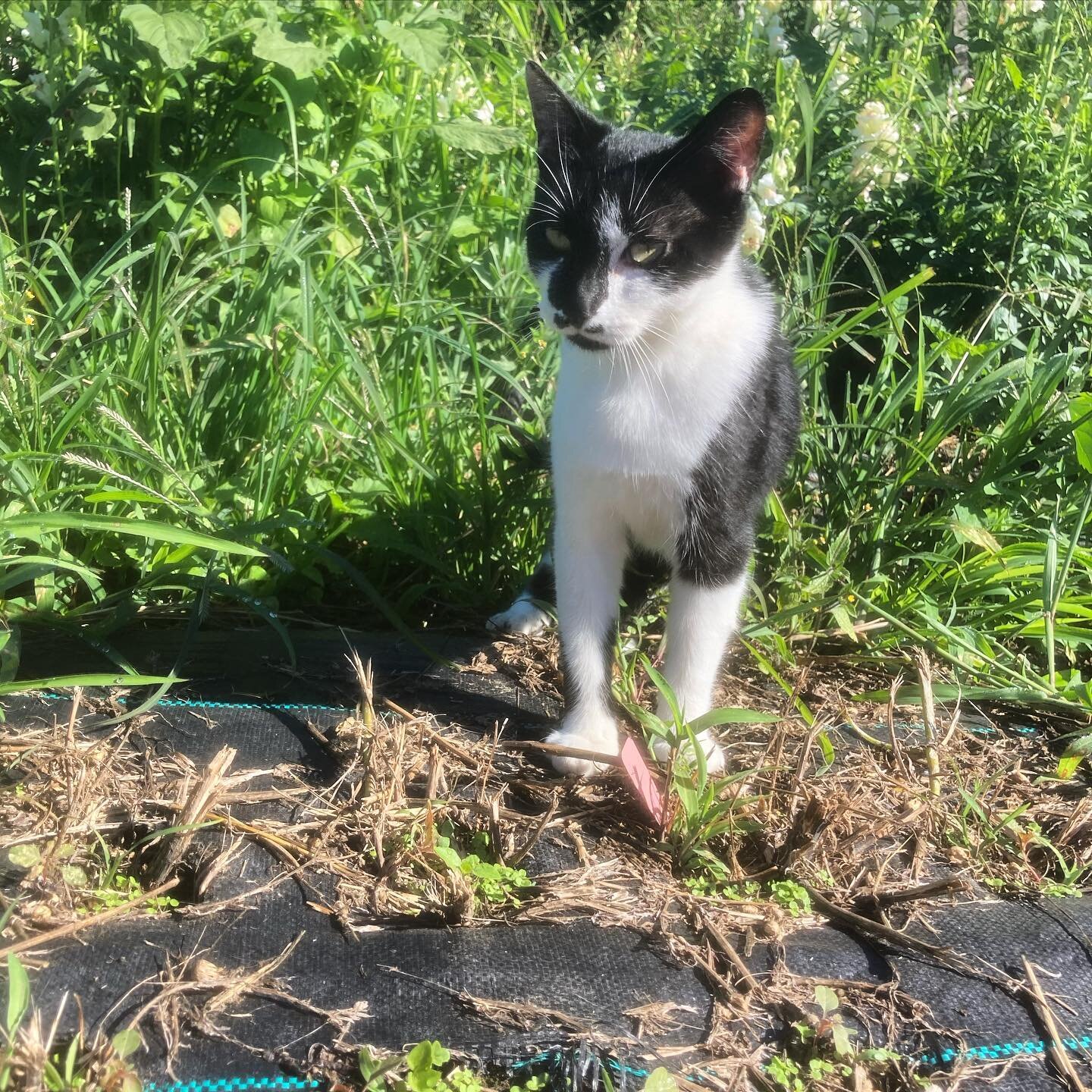 Happy Sunday!  This is our garden kitty &lsquo;Stache. She has a sweet little mustache marking on her cutie face. She helps keep down the rodent pressure and increases joy as she purrs. Gotta watch you back though. She likes to climb up you and sit o