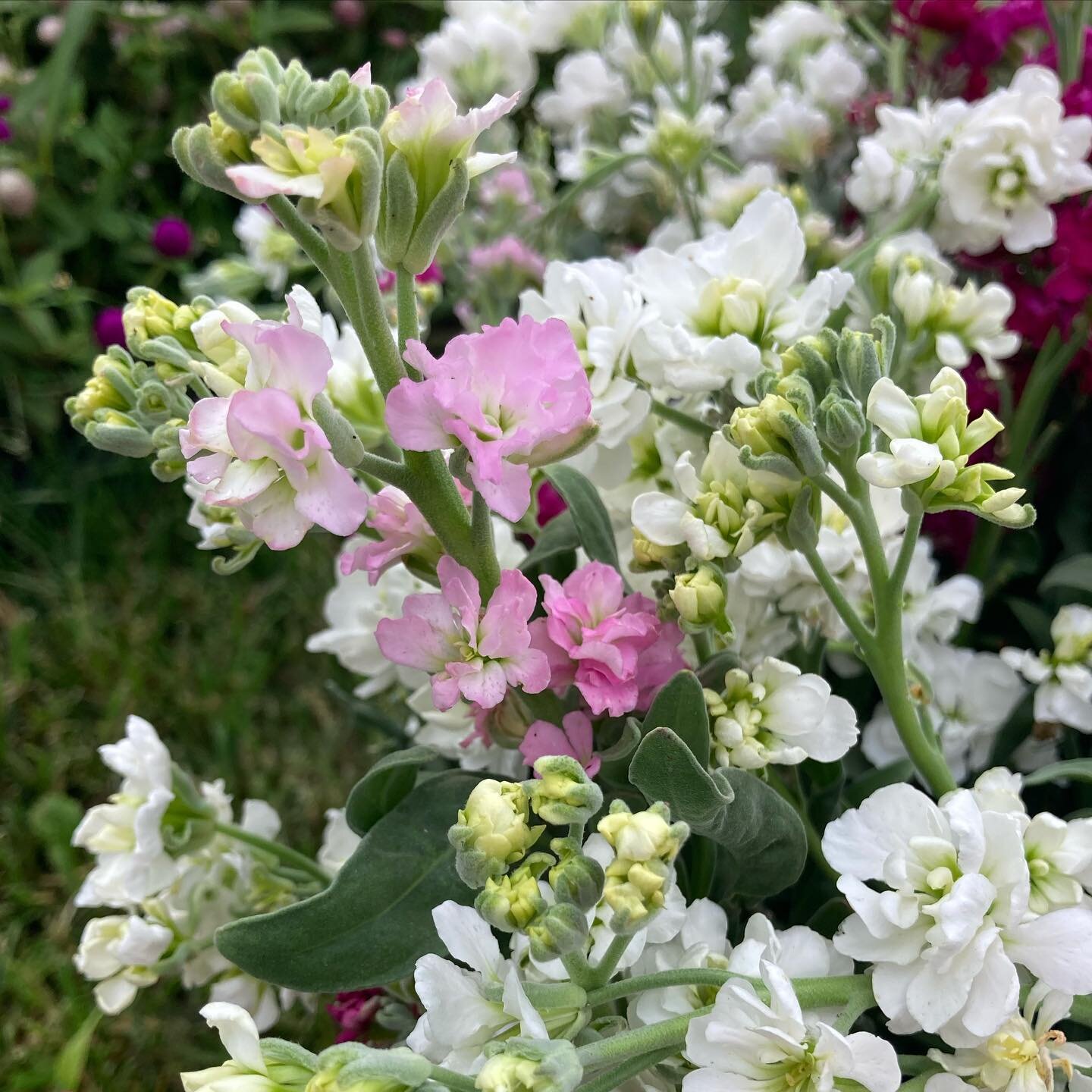 One of the best parts of growing flowers in Vermont is the return of cool flowers as the weather starts to cool off. Stock is a garden favorite that loves cool weather. The little patch we planted for fall has started to open and fill the world with 