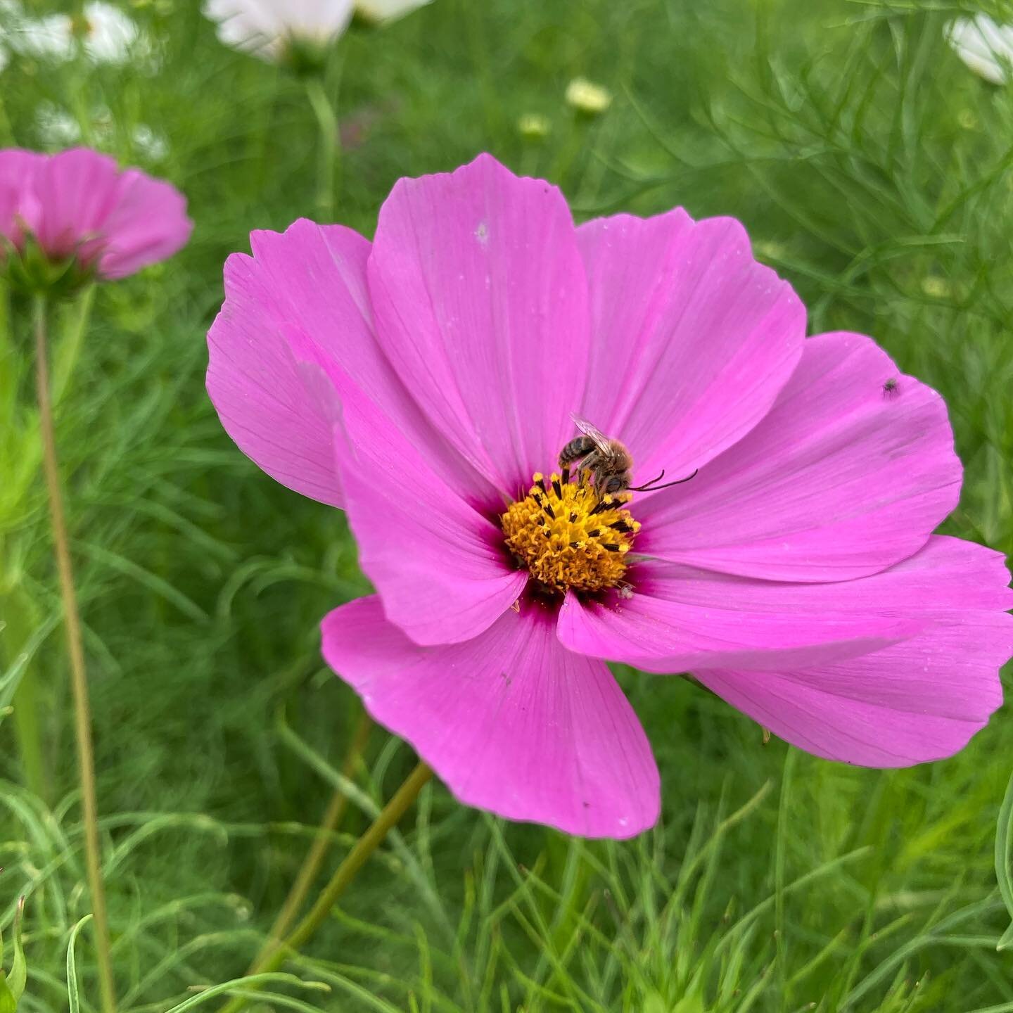 Cosmos. What a sweet little beauty. 

This week we have construction out in front of the farm. They are working on the railroad crossing. We are starting to feel the summer changing to fall. Cooler mornings, later sunrise, earlier sunset, quite a few