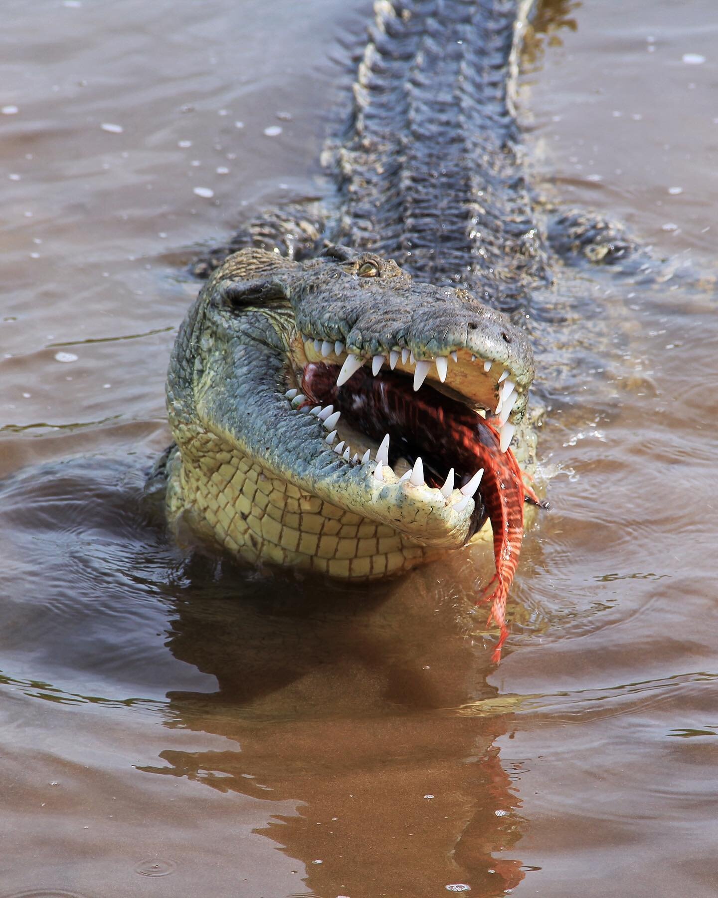 Cocodrilos | Crocodiles (3/3) 🐊

Todas las especies viven cerca de cuerpos de agua, ya sea de agua dulce o salada.

Su alimentaci&oacute;n puede ser muy variad: insectos, peces,moluscos, crustaceos e individuos m&aacute;s peque&ntilde;os de su misma