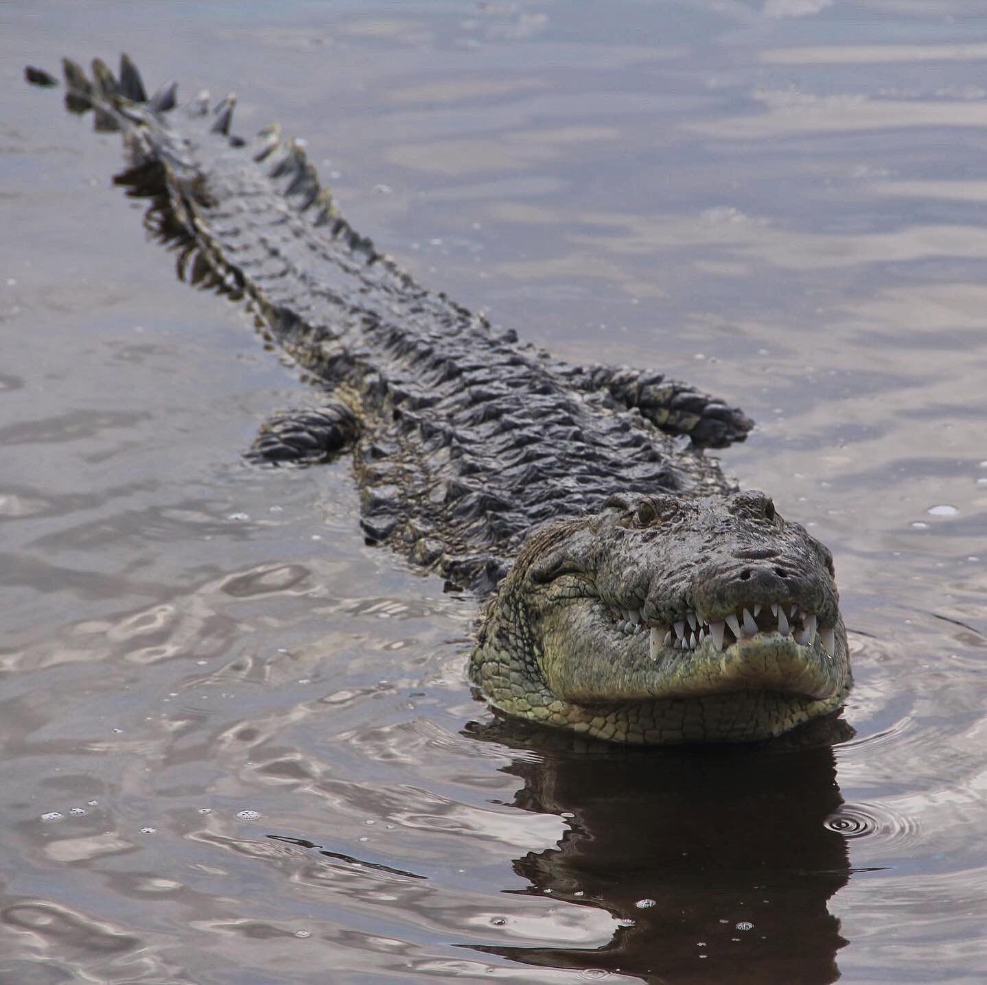 Cocodrilos | Crocodiles (2/3) 🐊

Estos saurios son de inter&eacute;s comercial debido a la calidad de su piel, son utilizados para fabricar calzado y prendas de vestir, muy cotizadas a nivel mundial.

Estas caracter&iacute;sticas los llevaron a casi