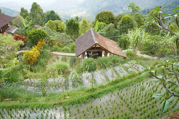 sawah.jpg