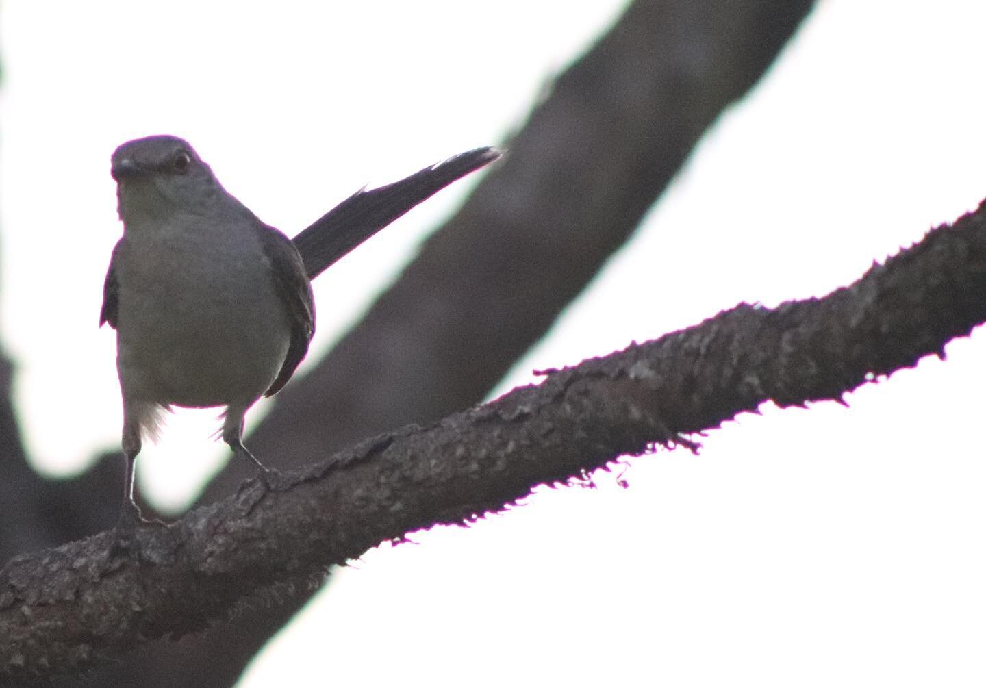 Northern mockingbirds were common visitors at the seed traps in the open pine savannas at Tall Timbers. These birds are omnivores that like to forage on the ground or swoop down from a perch. 

They particularly enjoy the view from the wooden signs a