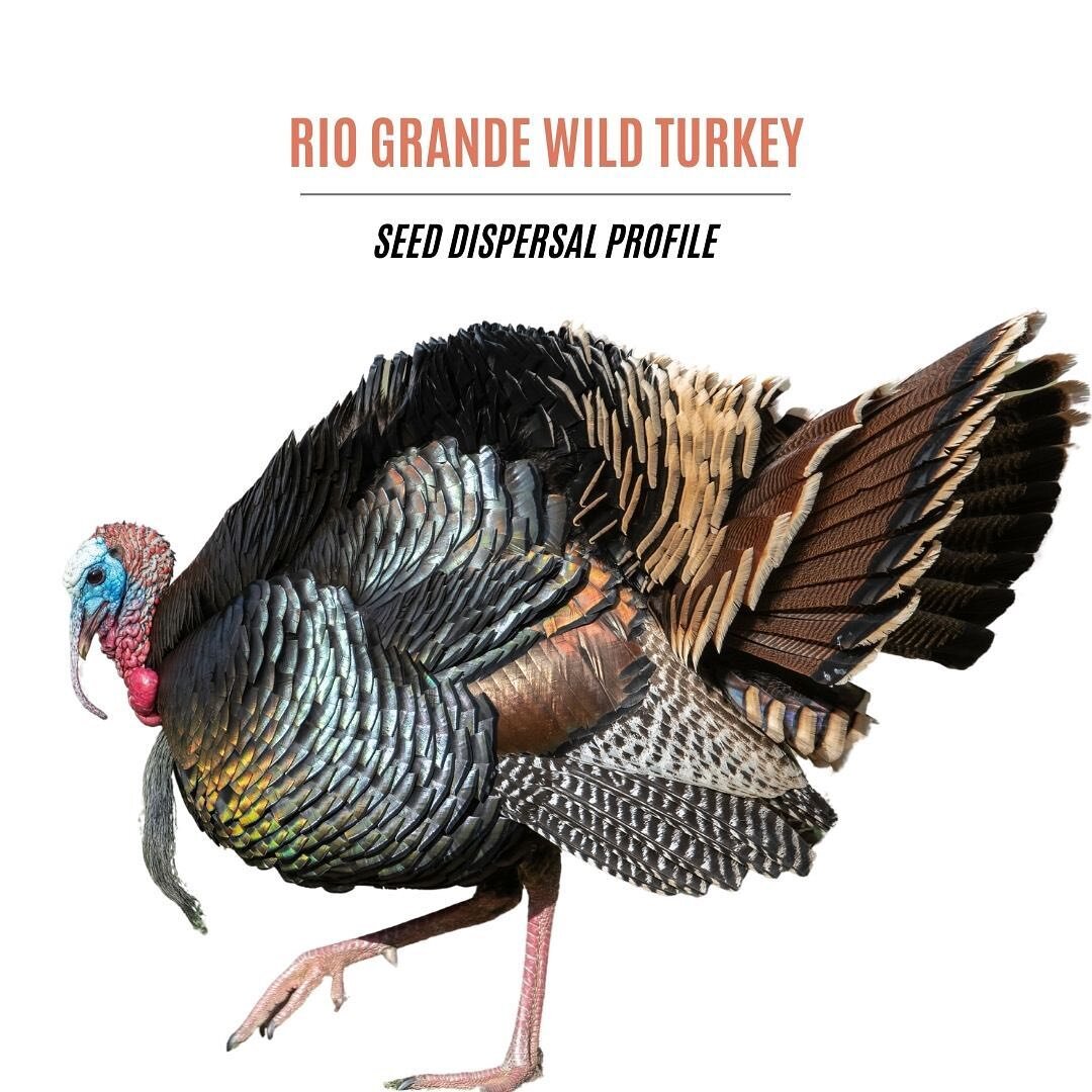 We do #habitatmanagement but #wildlife also contribute 
 #habitat components. I am exploring #seeddispersal by wildlife, starting with the Rio Grande #wildturkey. Stay tuned for more and let me know what species you&rsquo;d like to see next!

#ecolog