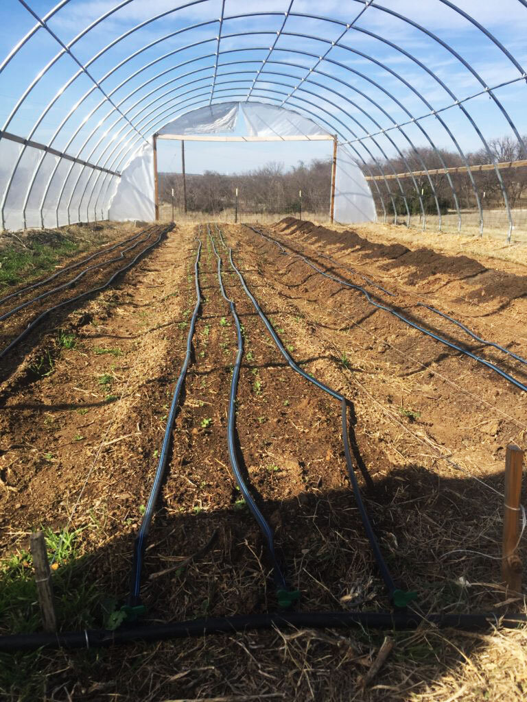 farm6.jpg