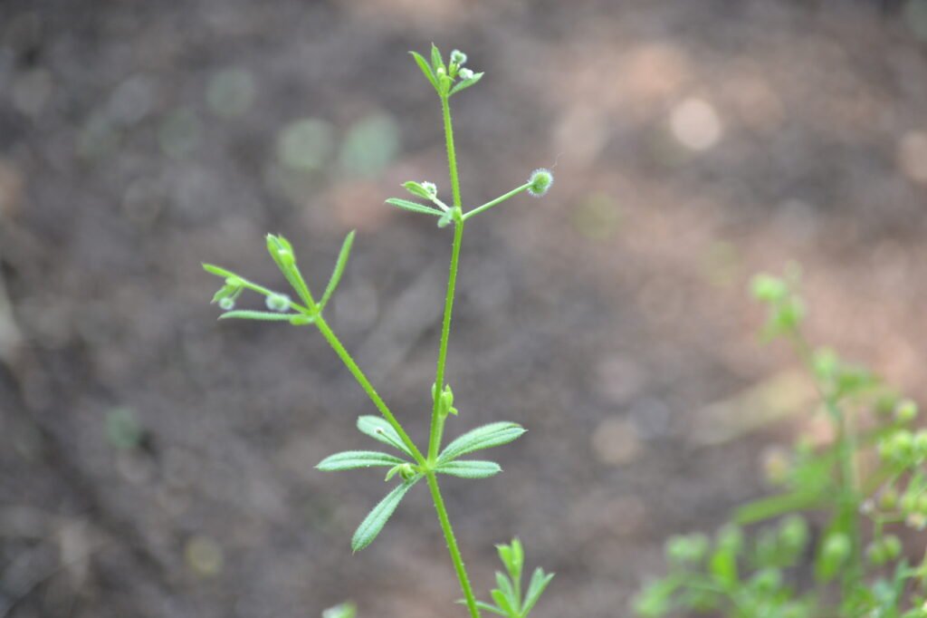 Cleavers-by-Jane-1024x682.jpg