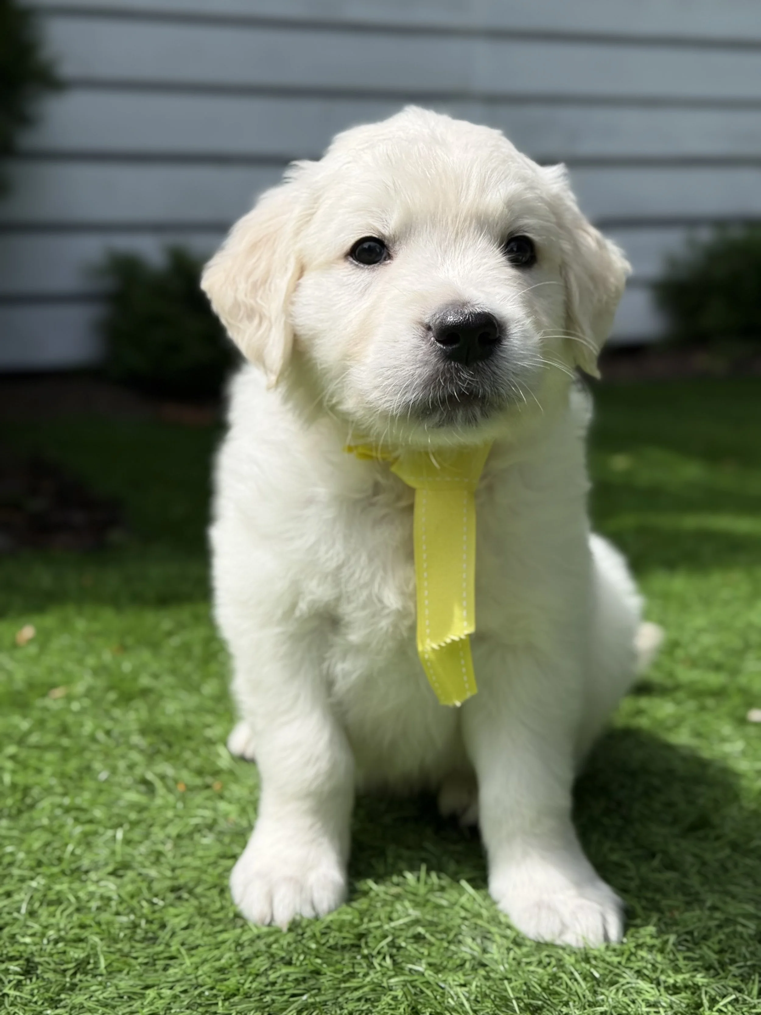 Calypso x Logan Puppies Available!