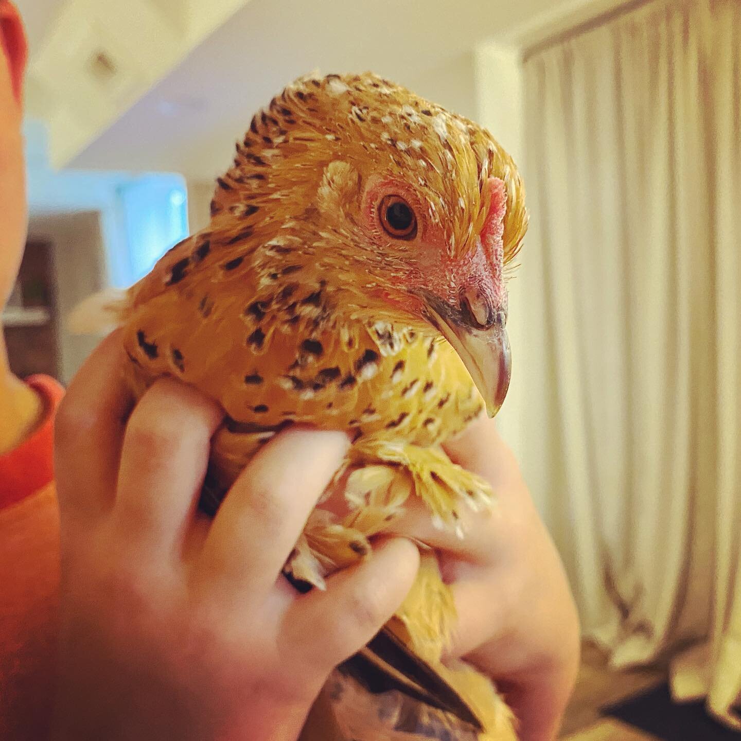 You&rsquo;ve heard of therapy dogs, but what about a therapy chicken? 🤔😍🐓

This is Fancy Pants, she is a beautiful feather-footed chicken, and no, she won&rsquo;t be greeting you in my office, but I dream of someday opening a nature-based therapy 