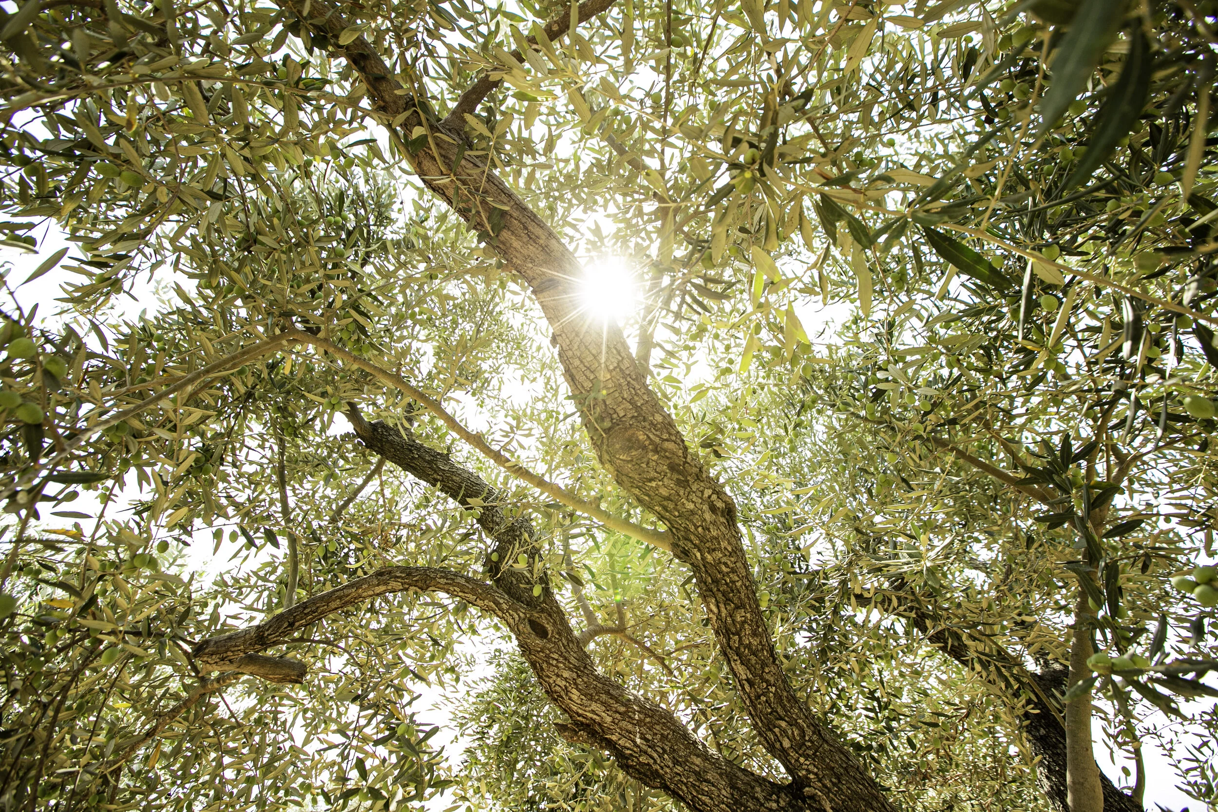 Olive harvest at ardeh  by Jose Daou-5726.jpg